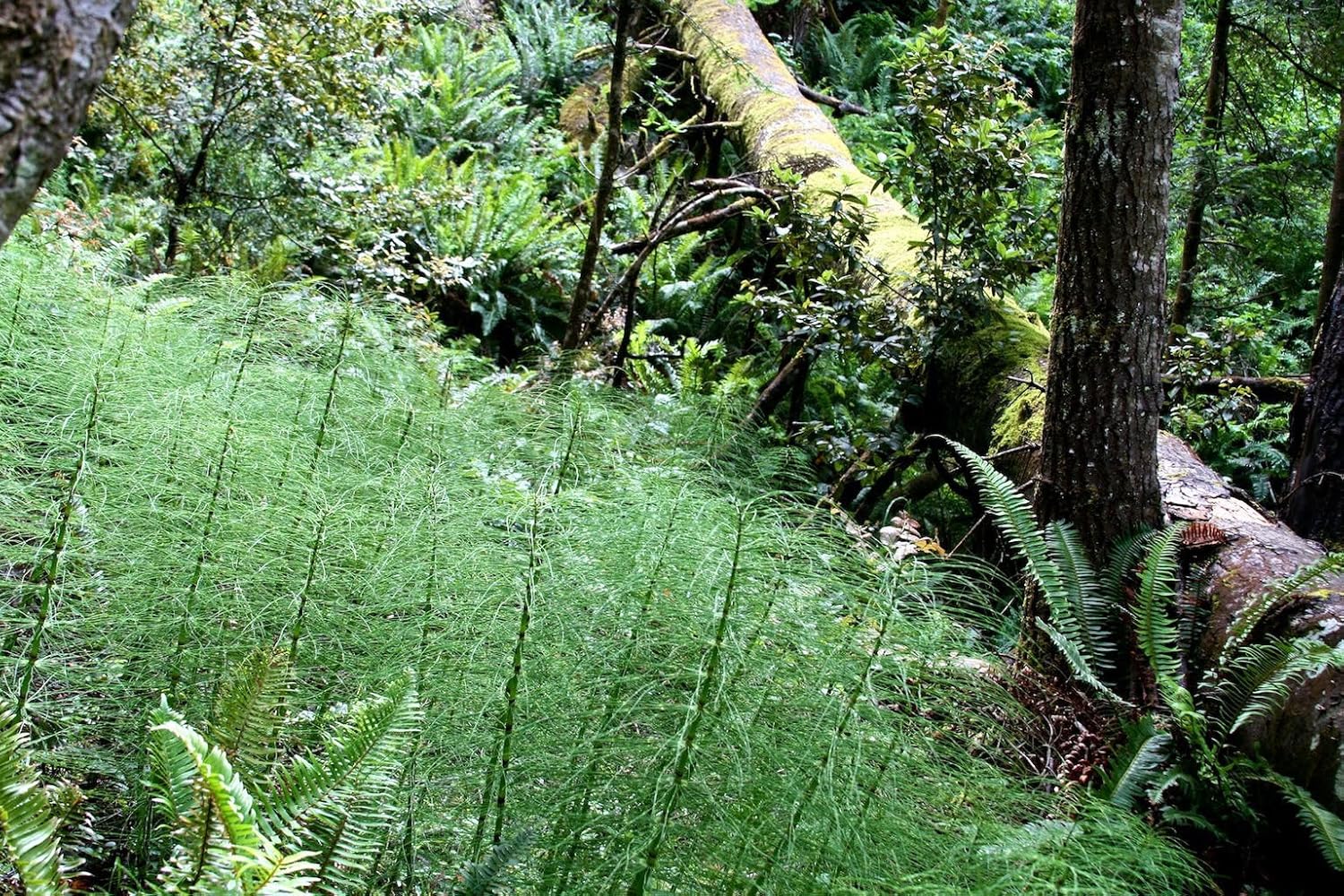 Broom Fern Tree Fern Asparagus virgatus, 20 Seeds Amazon.co.uk Garden