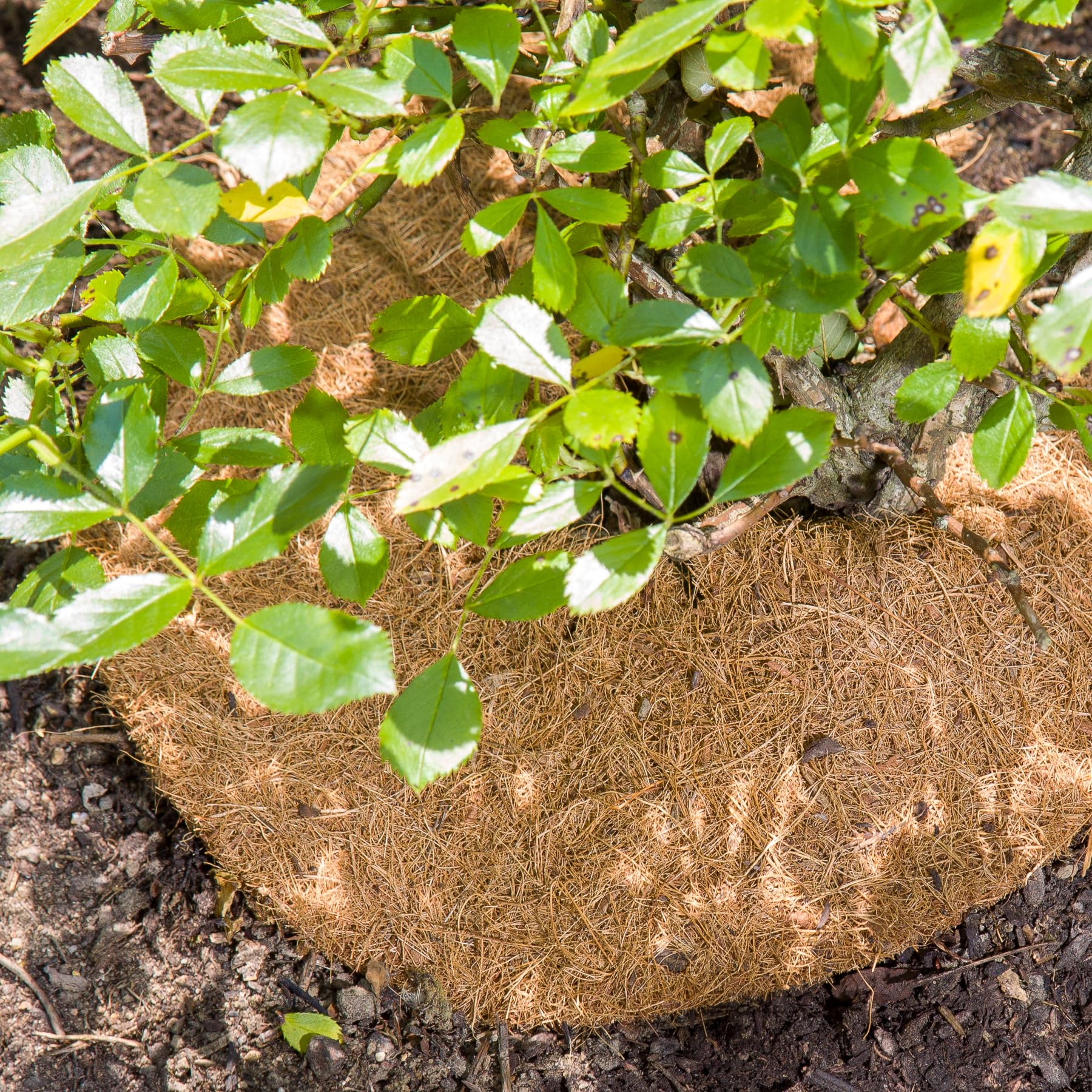 La Cordeline Zestaw 5 tarcz do mulczowania Ø 60 cm Coco Natural 900g/m² - mata ochronna, chwasty, ochrona roślin