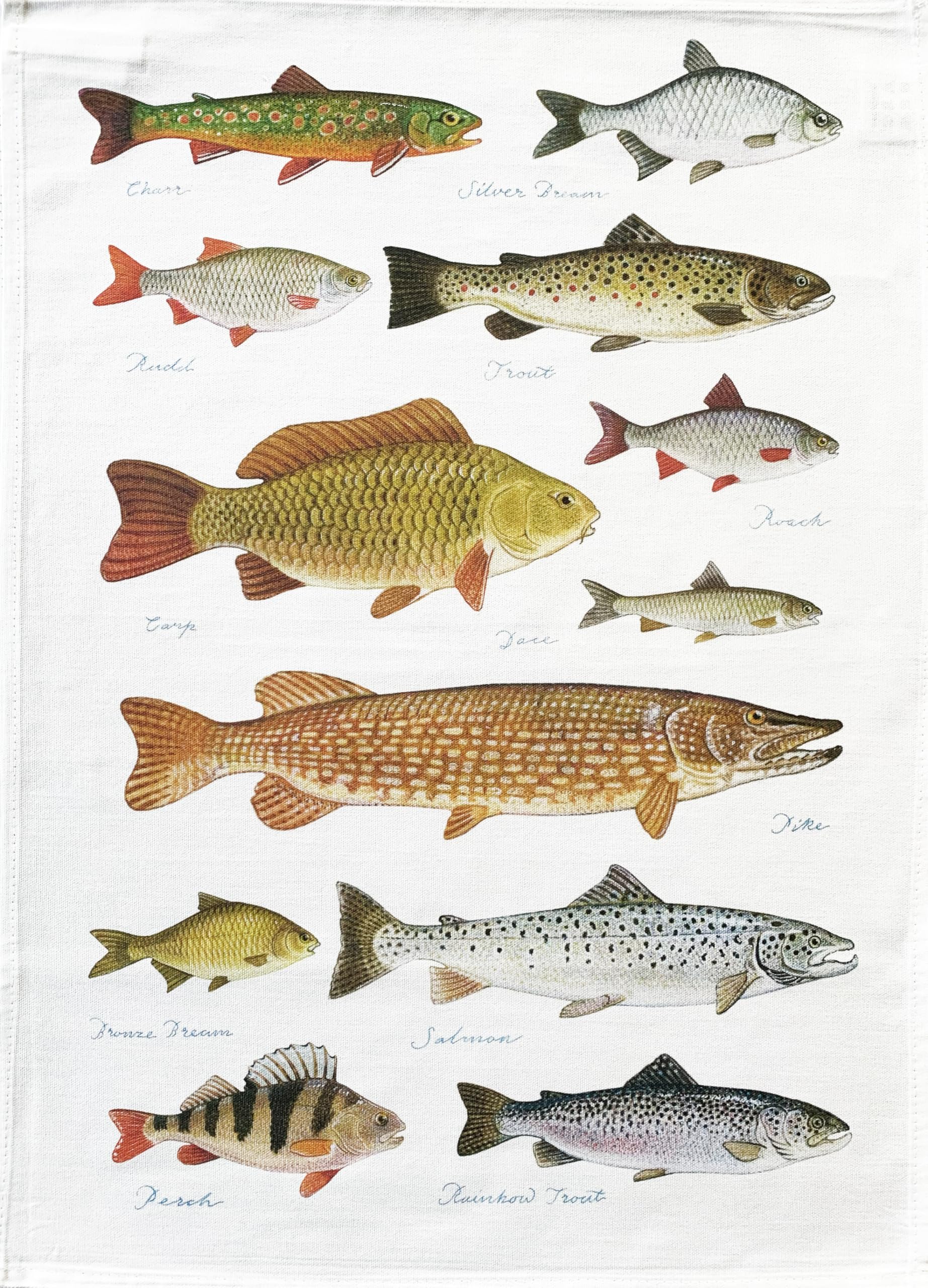 Half A Donkey White Freshwater Fishes Large Cotton Tea Towel