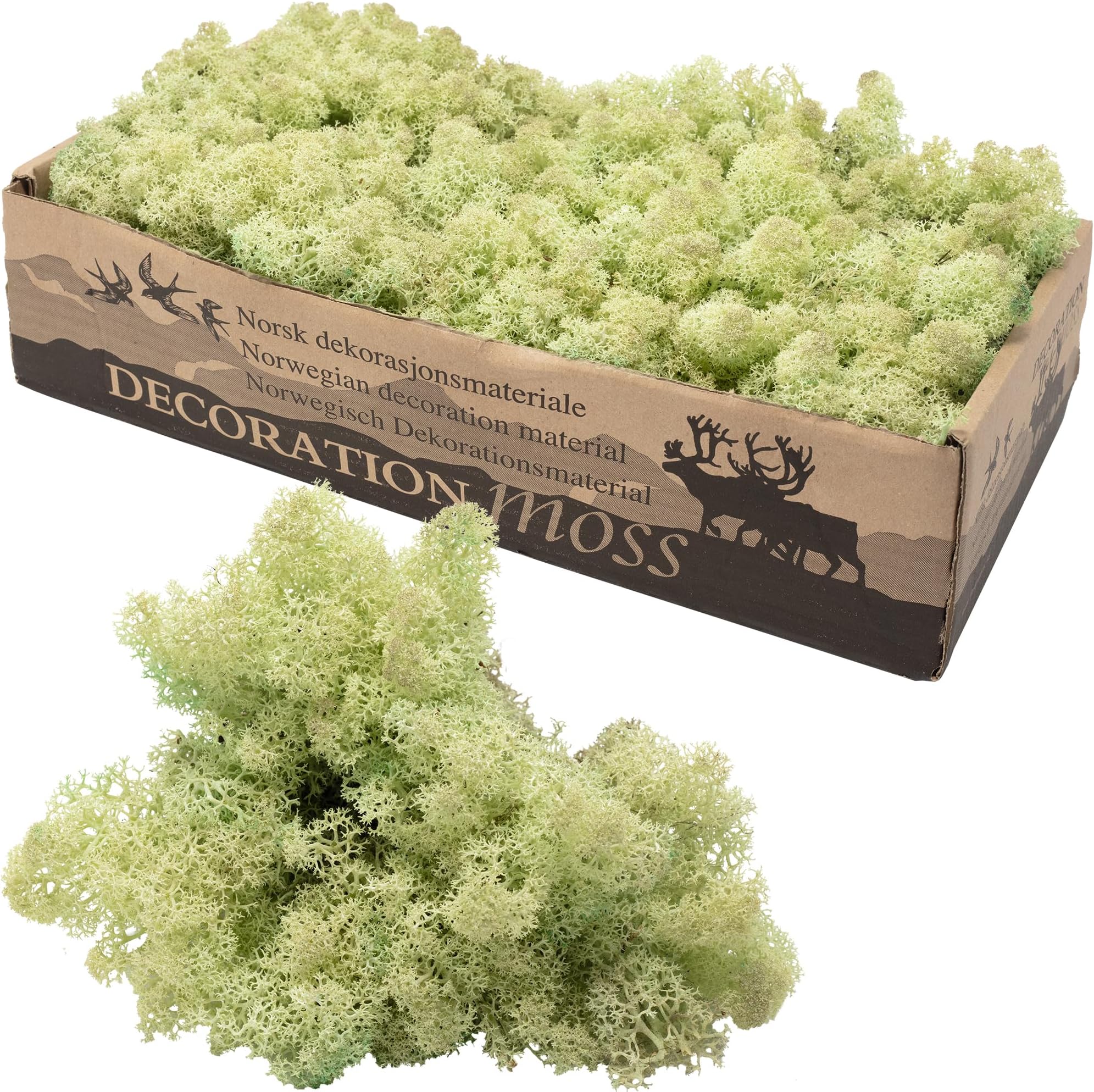 Flowerbox Karton Islandmoos Mintgrün 500g : Amazon.de: Küche, Haushalt ...