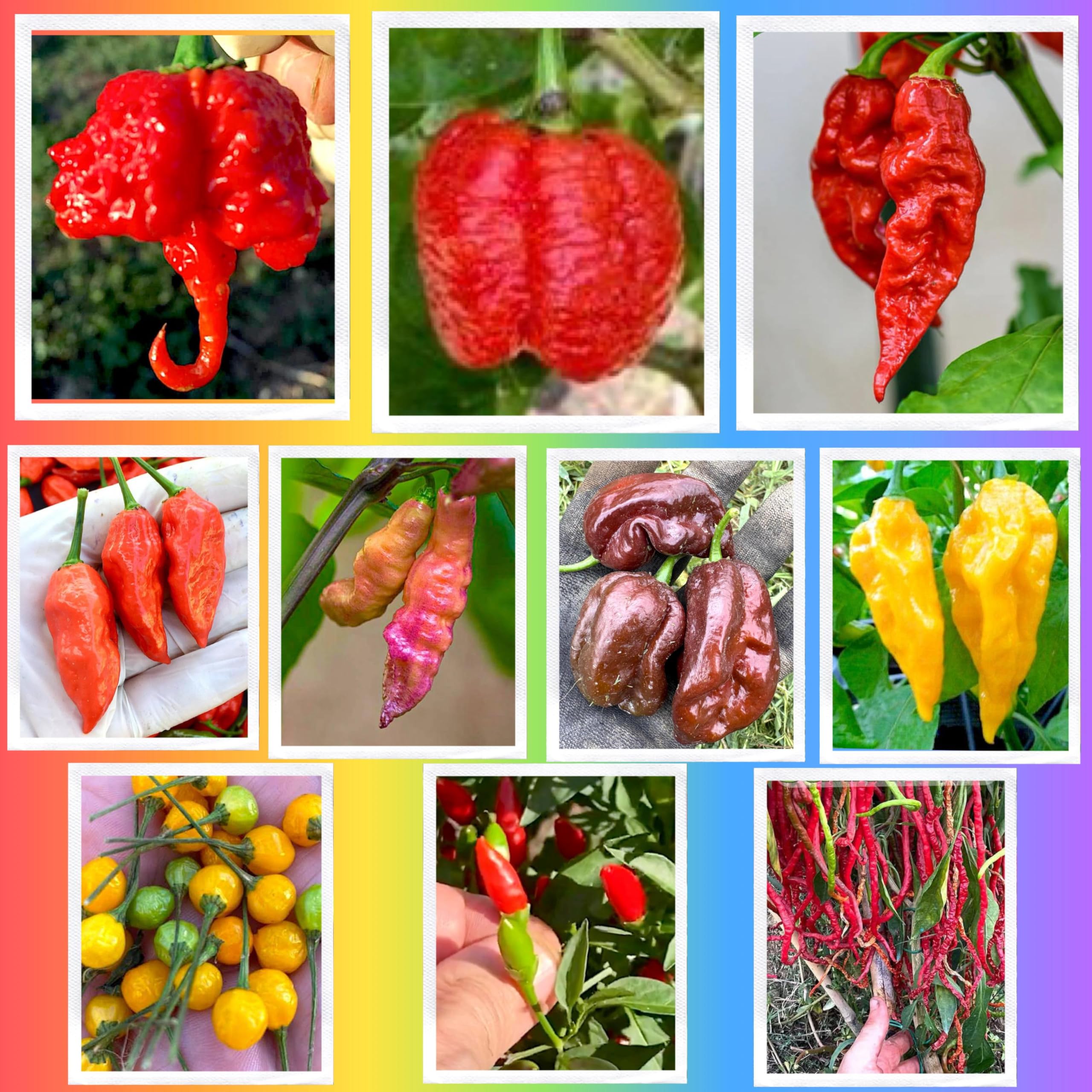 Lot De Graines De Piments Forts 10+++ - 9 Variétés Les Plus Piquantes Du Monde, 90 Graines