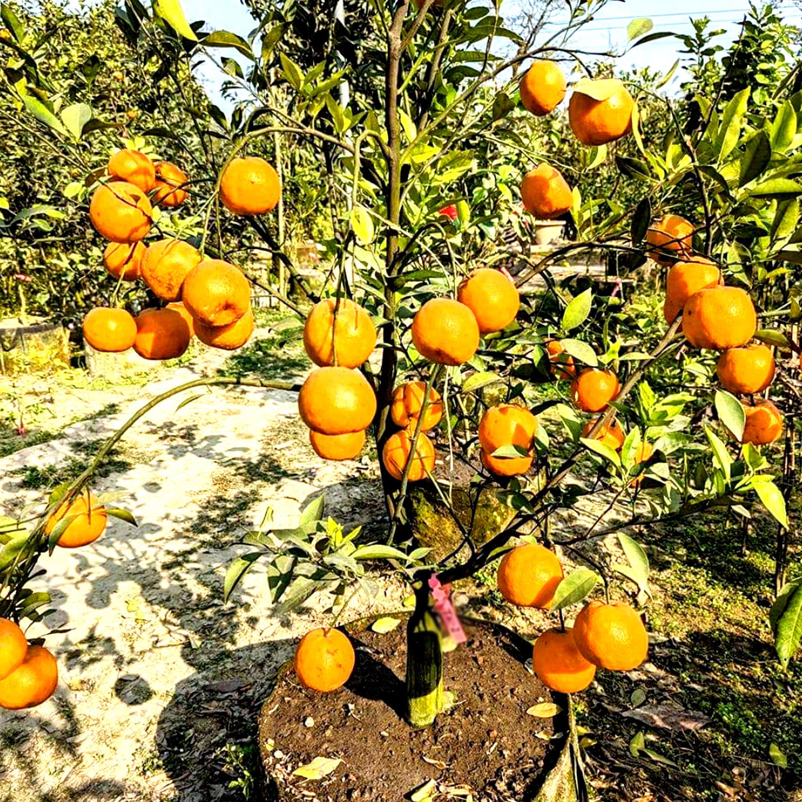 AGRO ALIVE Darjeeling Giant Orange Plant-Grafted Darjeeling giant orange Plant.1-1.5 feet plant (B0CYHGVYBH) Amazon Price History, Amazon Price Tracker
