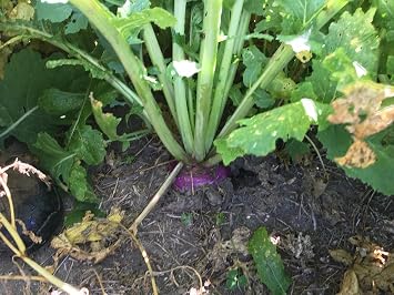 X-Seed 20207 Sugar Beet Food Plot Mixture with Micro-Boost