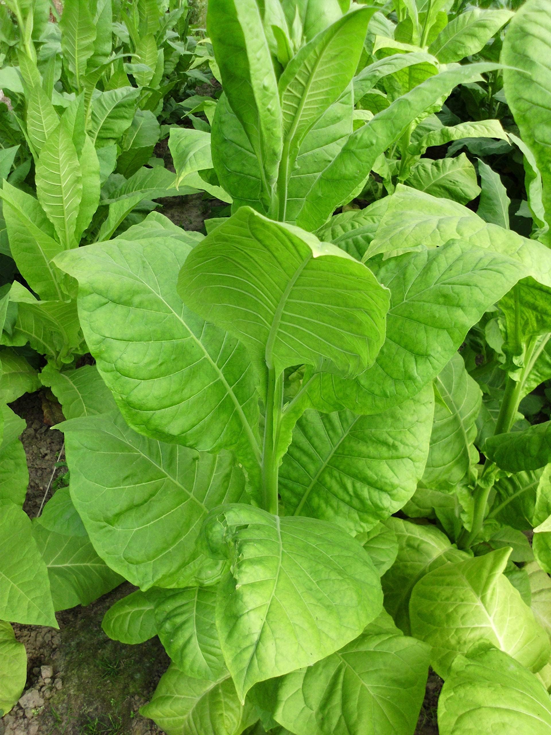 tobacco flower perfume Tobacco Florale