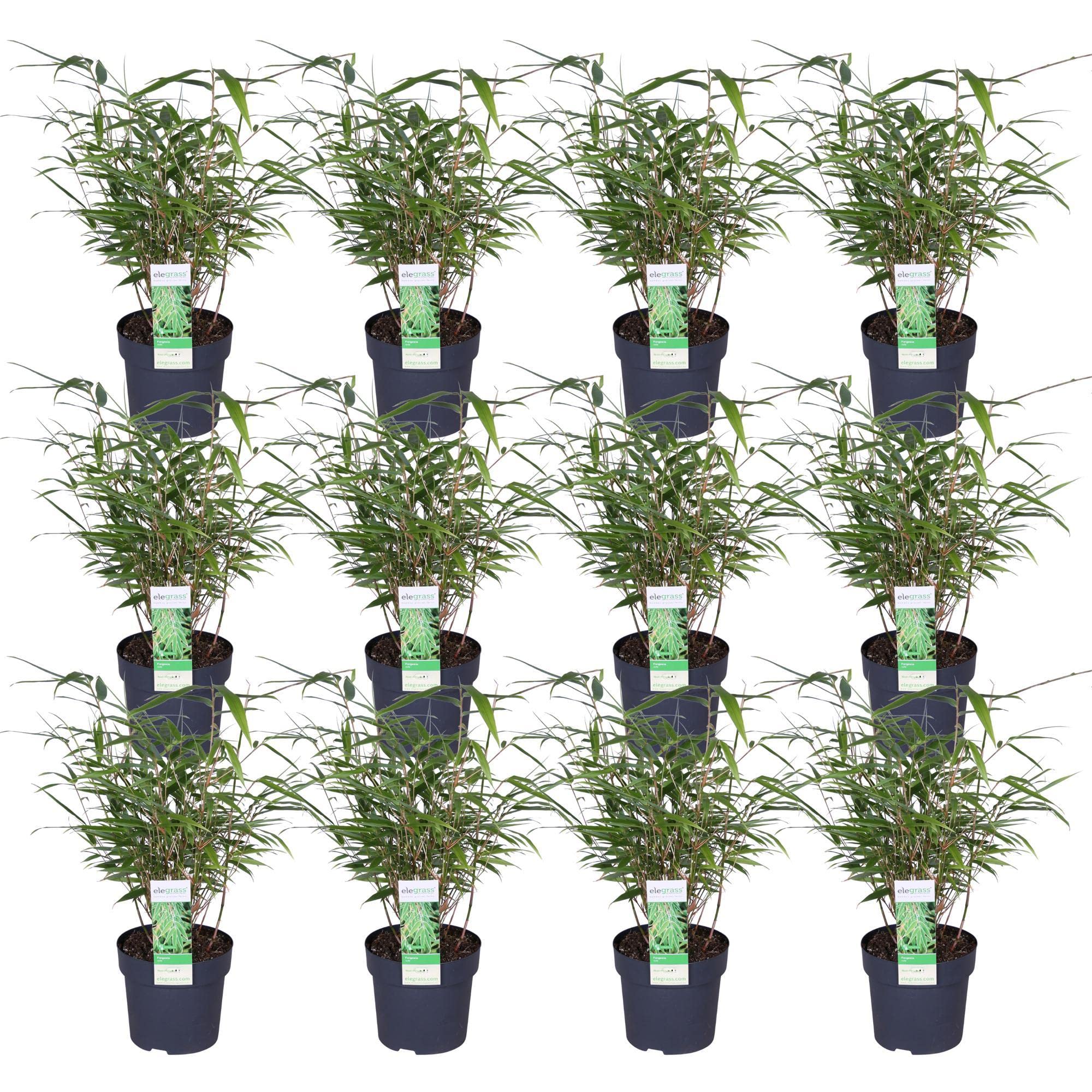 Hello Plants 12er Set Fargesia Rufa Schirmbambus Zierpflanze im  14 cm  Pflanzentopf - Hhe: 40 cm - Sichtschutzhecke Mini-Bambus Heckenpflanze  Buchs Hecker Strauch Gartenpflanze Balkon, Terrasse : Amazon.de: Garten