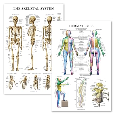 Palace Learning 2 Pack - Skeletal System Anatomical Australia | Ubuy