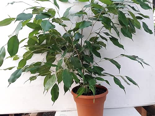 Jmbamboo- 6'' pot Weeping Fig Tree - Ficus Benjamina -
