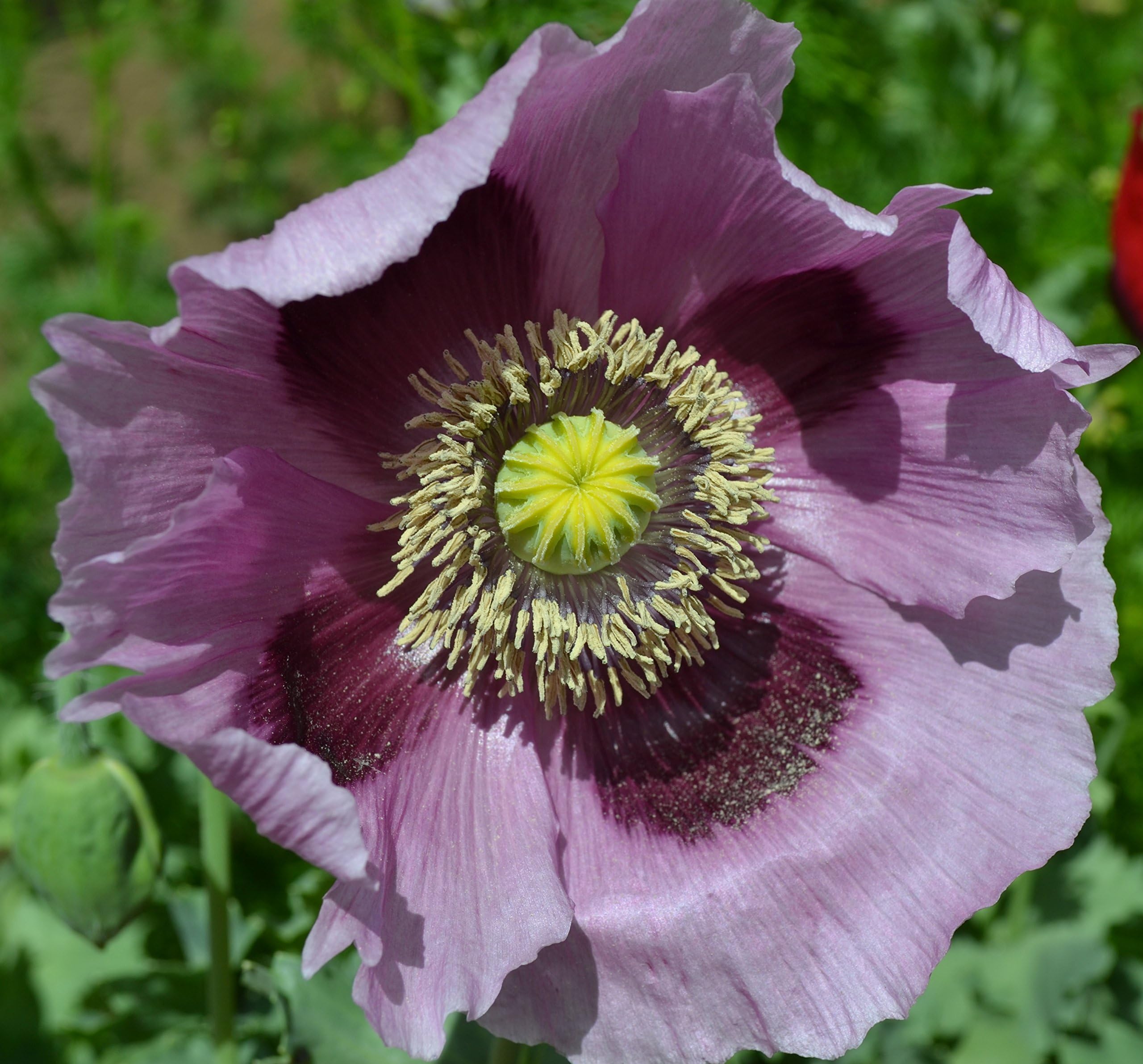 Giant Purple Poppy Papaver Somniferum Premium Seeds for Planting Packet
