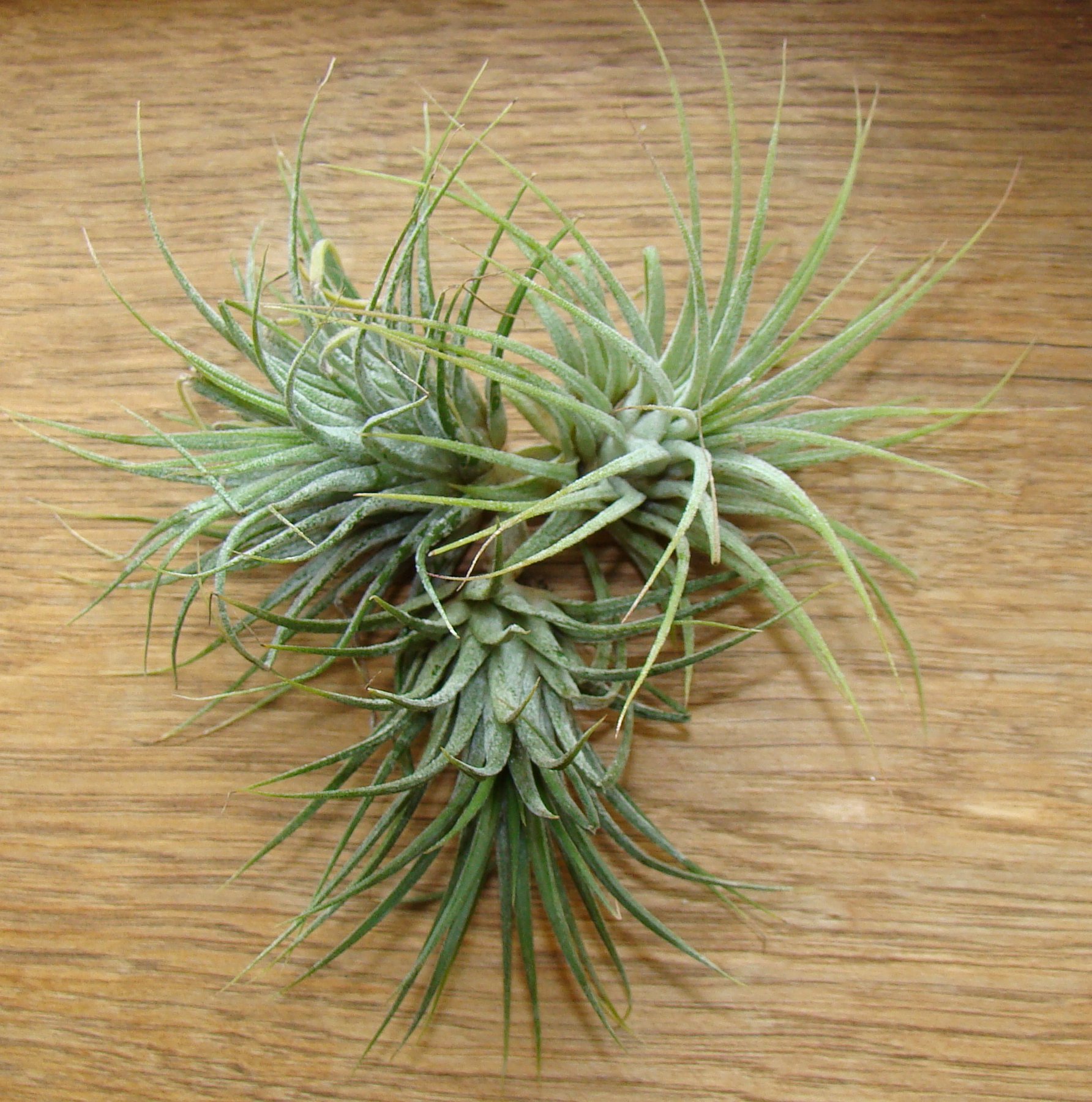 Tillandsia ionantha ionantha 'Green' Air Plant x 1