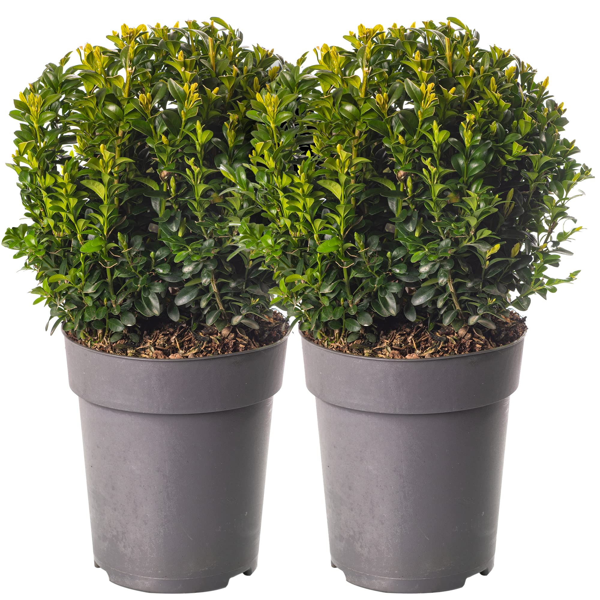 Buxus Ball Shrubs 2 Pack | Evergreen Boxwood Outdoor Garden Topiary Shrubs | Real Potted Shrub Plants for Doorway, Driveway, Paths, Patio and Gardens | 20cm Diameter