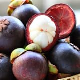 mangostan xango daenigma93 MangoST