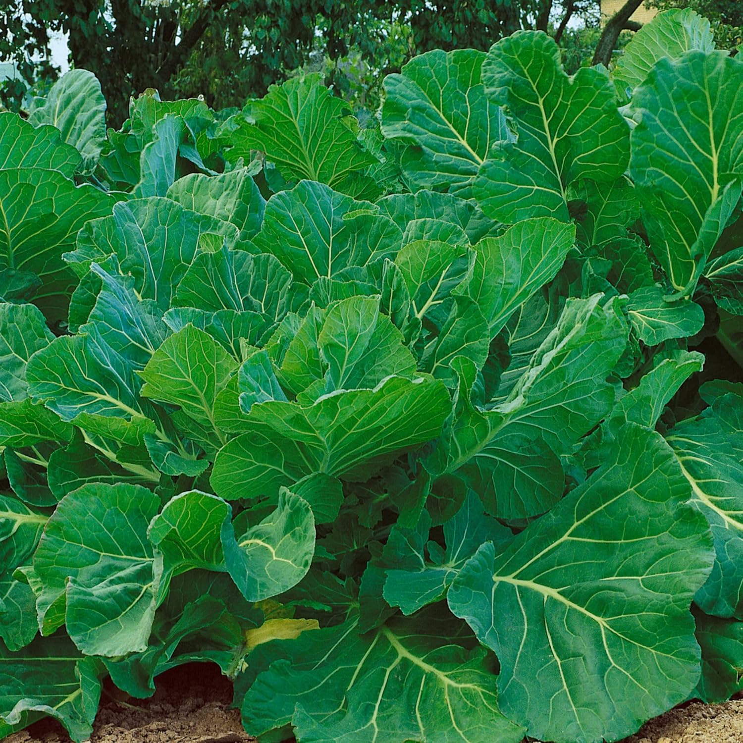 Portuguese Kale Seeds - 1 Lb ~128000 Seeds - Non-GMO, Heirloom - Vegetable Garden, Growing Microgreens - Brassica oleracea