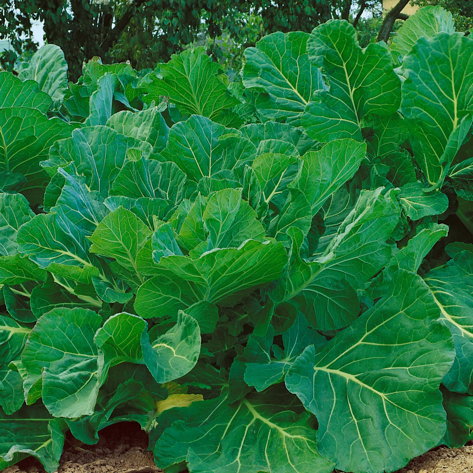Mountain Valley Portuguese Kale Seeds