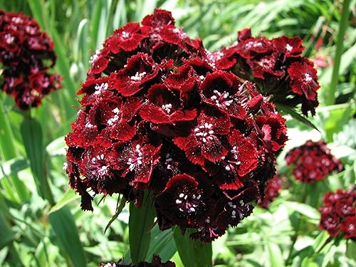 Miniatura 2 de 100 Wee Willie Dwarf Sweet William - Semillas de flores de Dianthus Barbatus