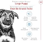 Royal Canin Taille Santé Nutrition Grand chiot Dogry Food, 17 Sac lb