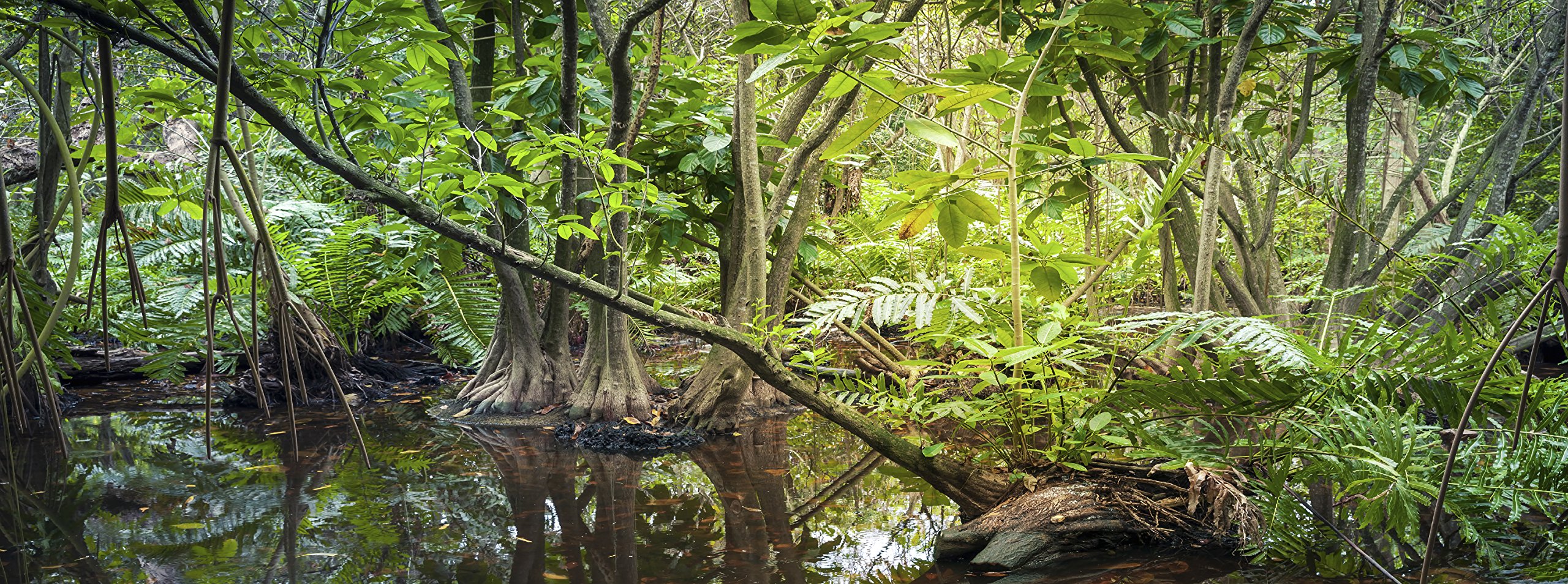 Carolina Custom Cages Carolina Custom Cages Reptile Habitat Background; Rain Forest Swamp, for 24Lx18Wx24H Terrarium, 3-Sided Wraparound