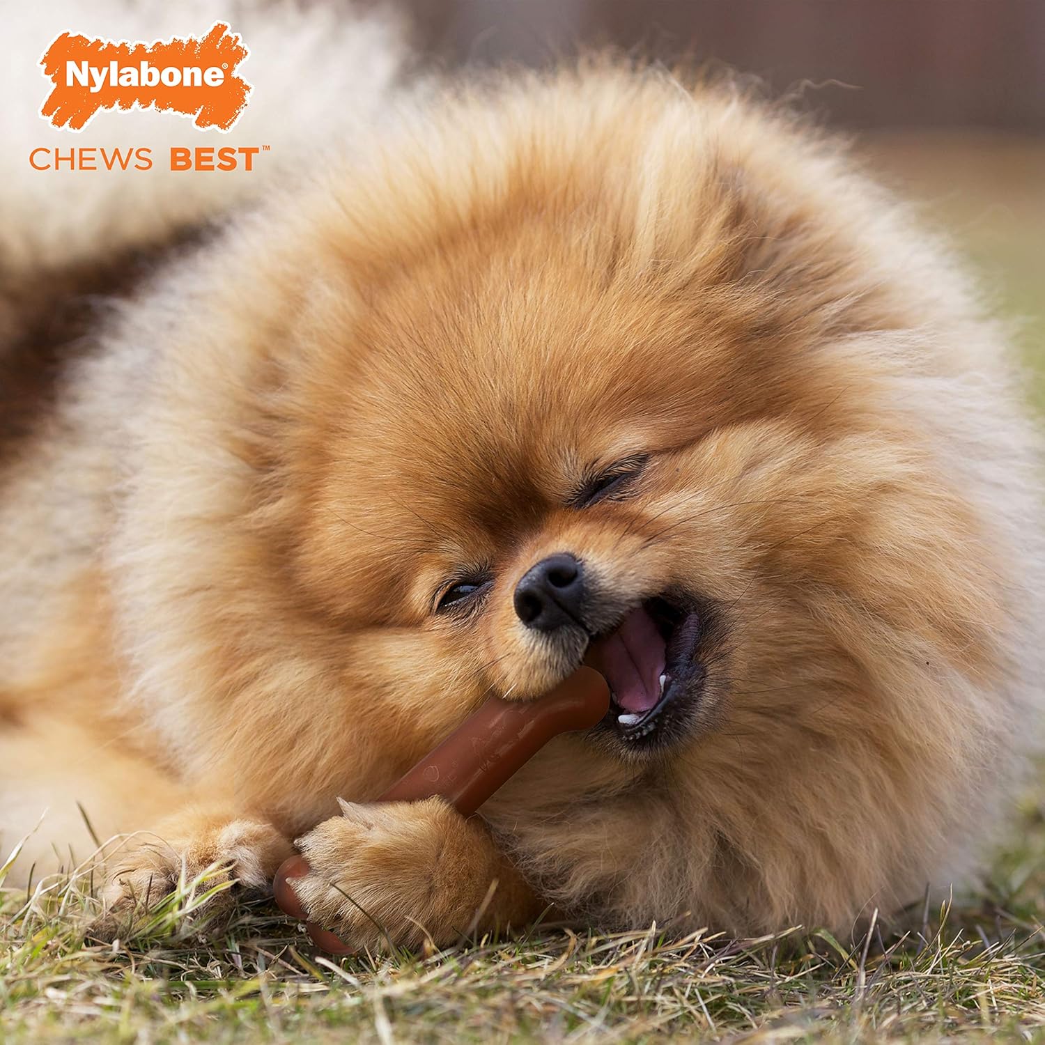 nylabone small dog value pack