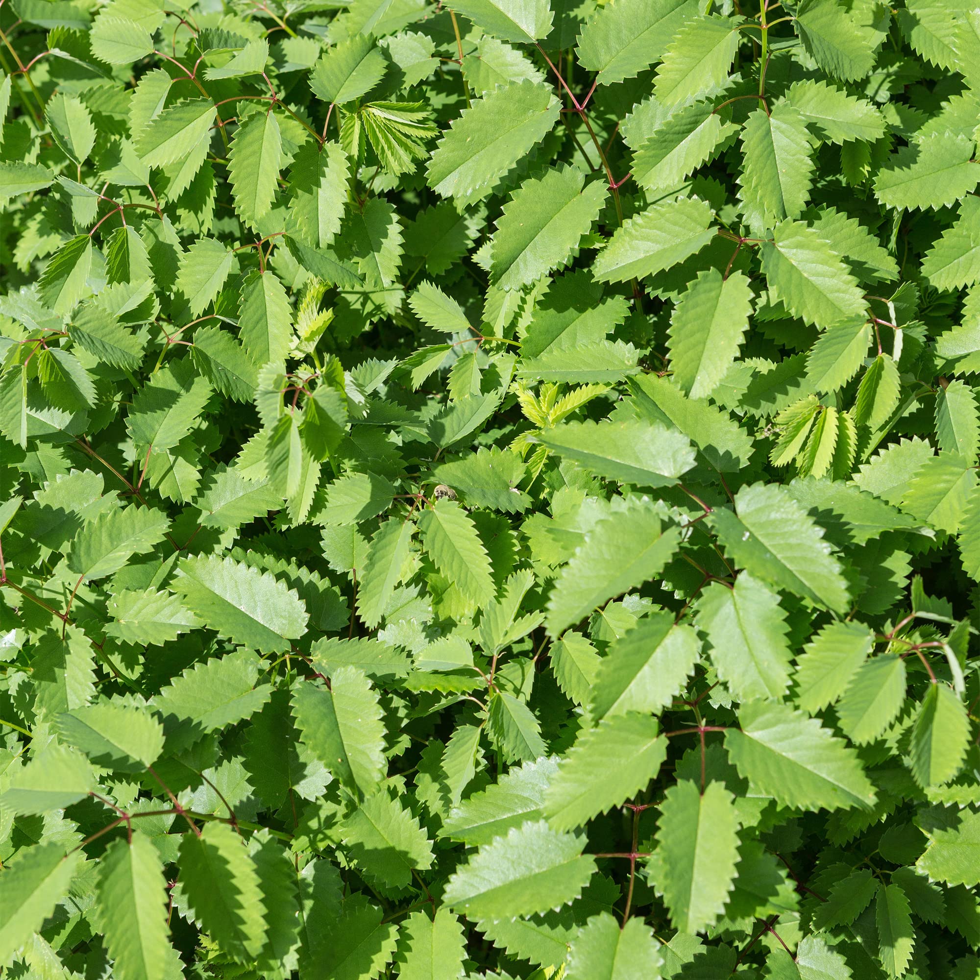 Burnet Salad - Outdoor Herbaceous Perennial Flowering Kitchen Garden Herb Potted Plant (8cm Pot, 5-15cm)