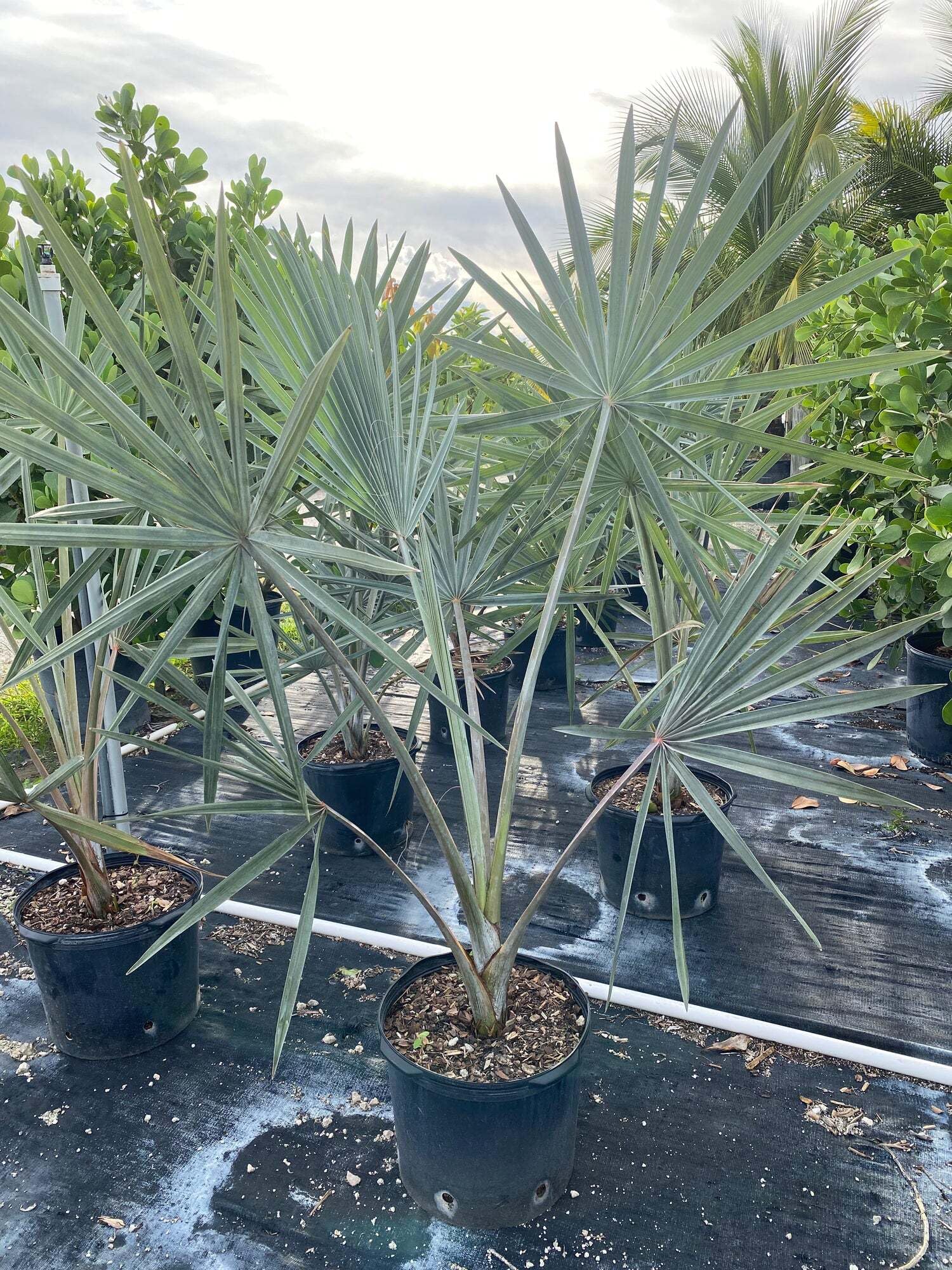 Amazon.com : Bismarckia Nobilis Silver Bismarck Palm - Striking