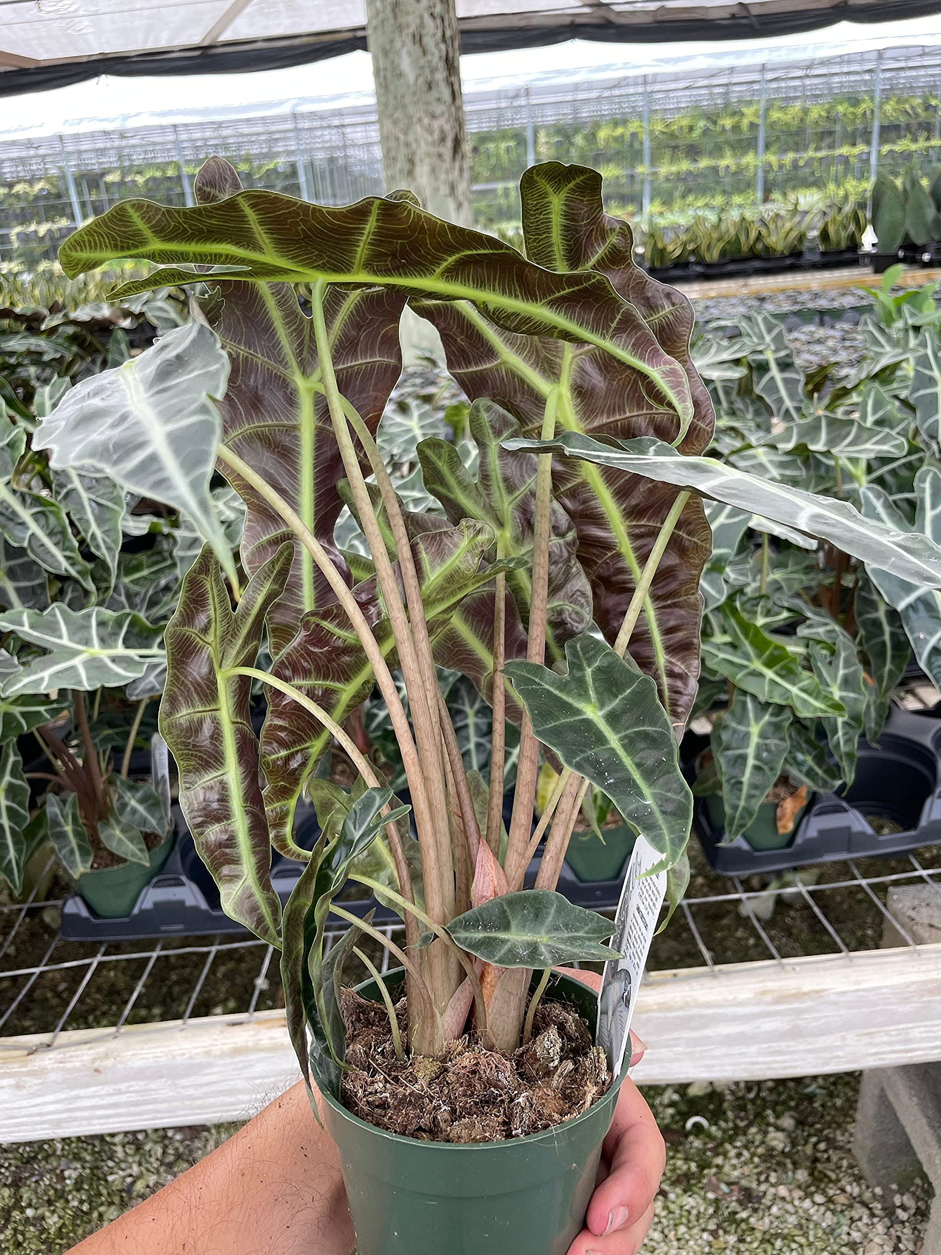 Alocasia African mask, Alocasia amazonica 'Polly', Alocasia Plant in 4