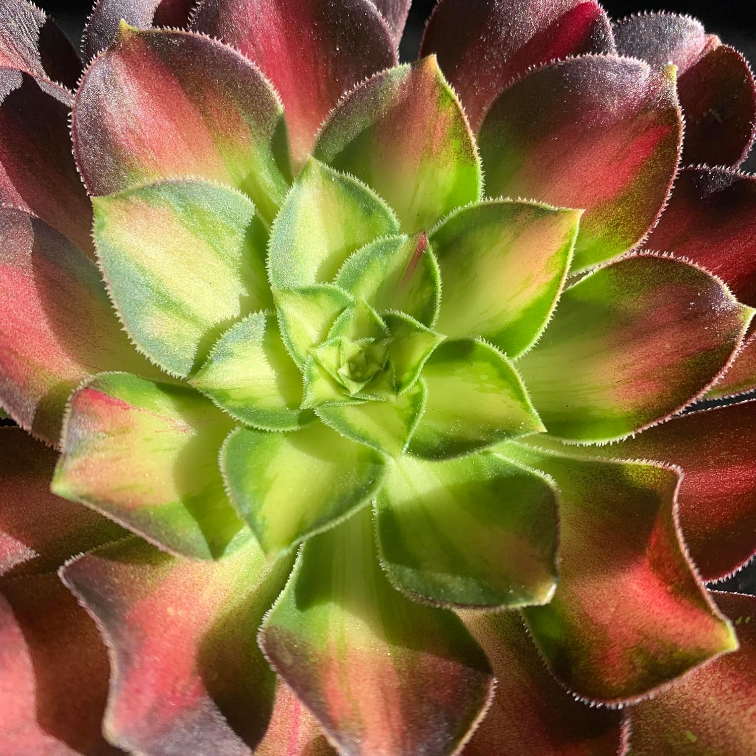 FWPP Succulents Plants Live Echeveria Aeonium Shaohua,Mini Succulents Red 3 inches Mini Succulents,Bare Root Without Pot,Succulent Plant Live Decoration Plant Gifts