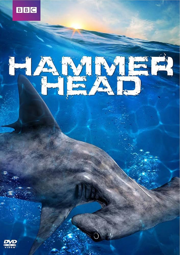 邦楽 Hammer Head Shark E1B50010-5811-4436-9052-