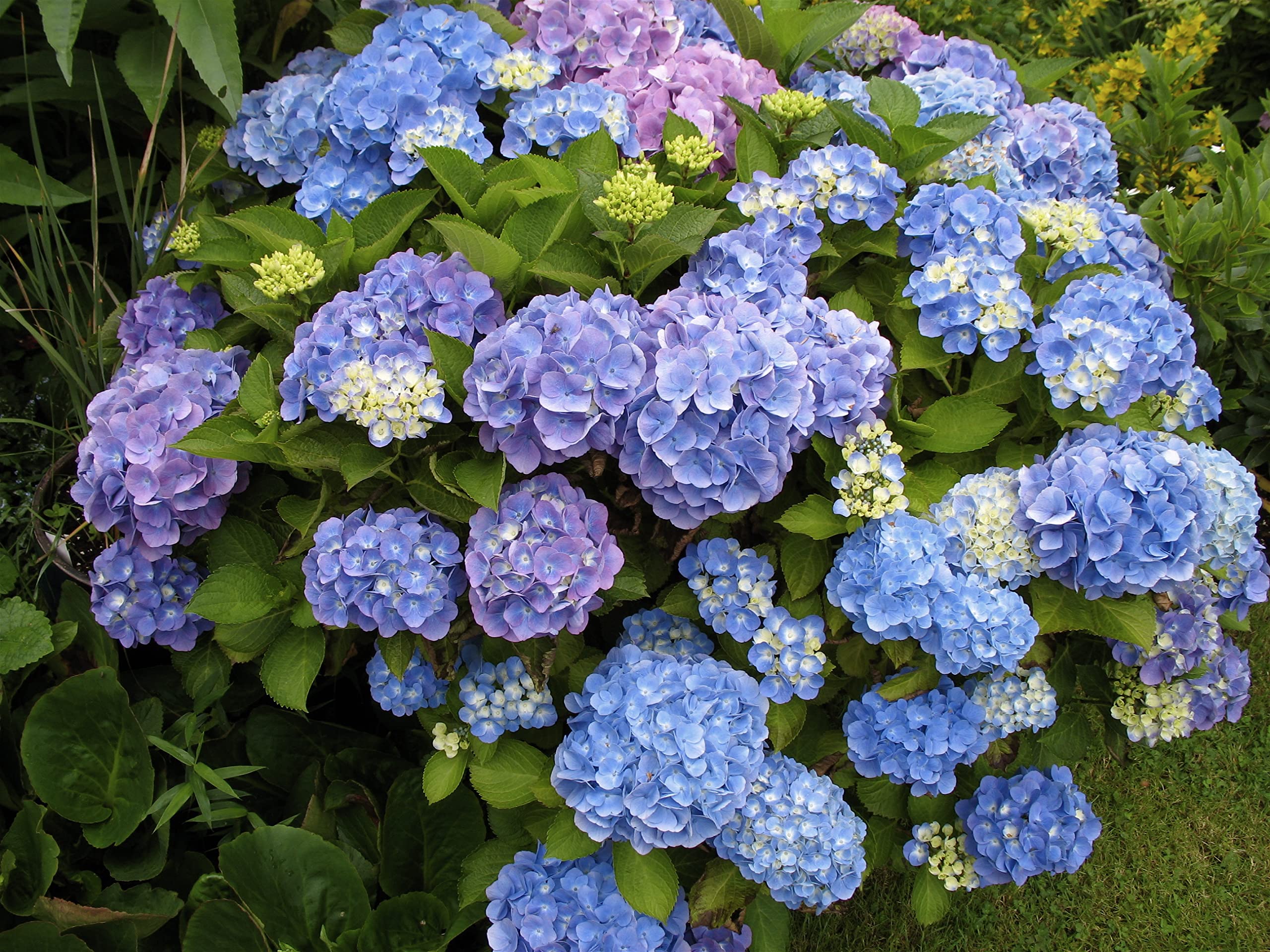 Ortensia "Hydrangea" 3 piante in vaso ø18 cm COLORI MISTI