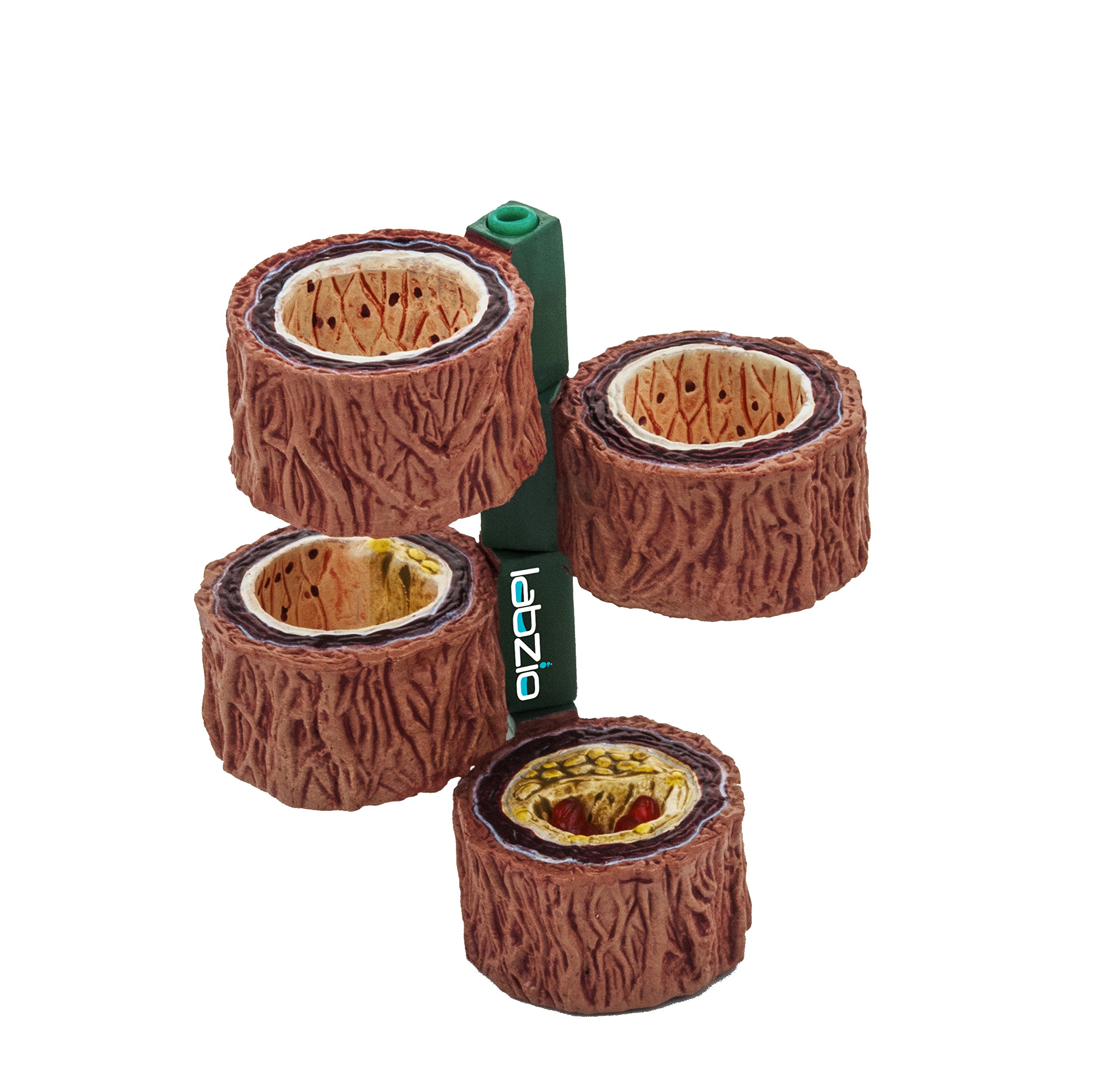 Labzio - Human Artery Model (Mini) Portraying 4 Stages of Cholesterol Atherosclerosis (Normal, Fatty Streak, Atheroma and Fibrous Plaque and Blockage), With Detailed Key Card (B0779D3W3Q) Amazon Price History, Amazon Price Tracker