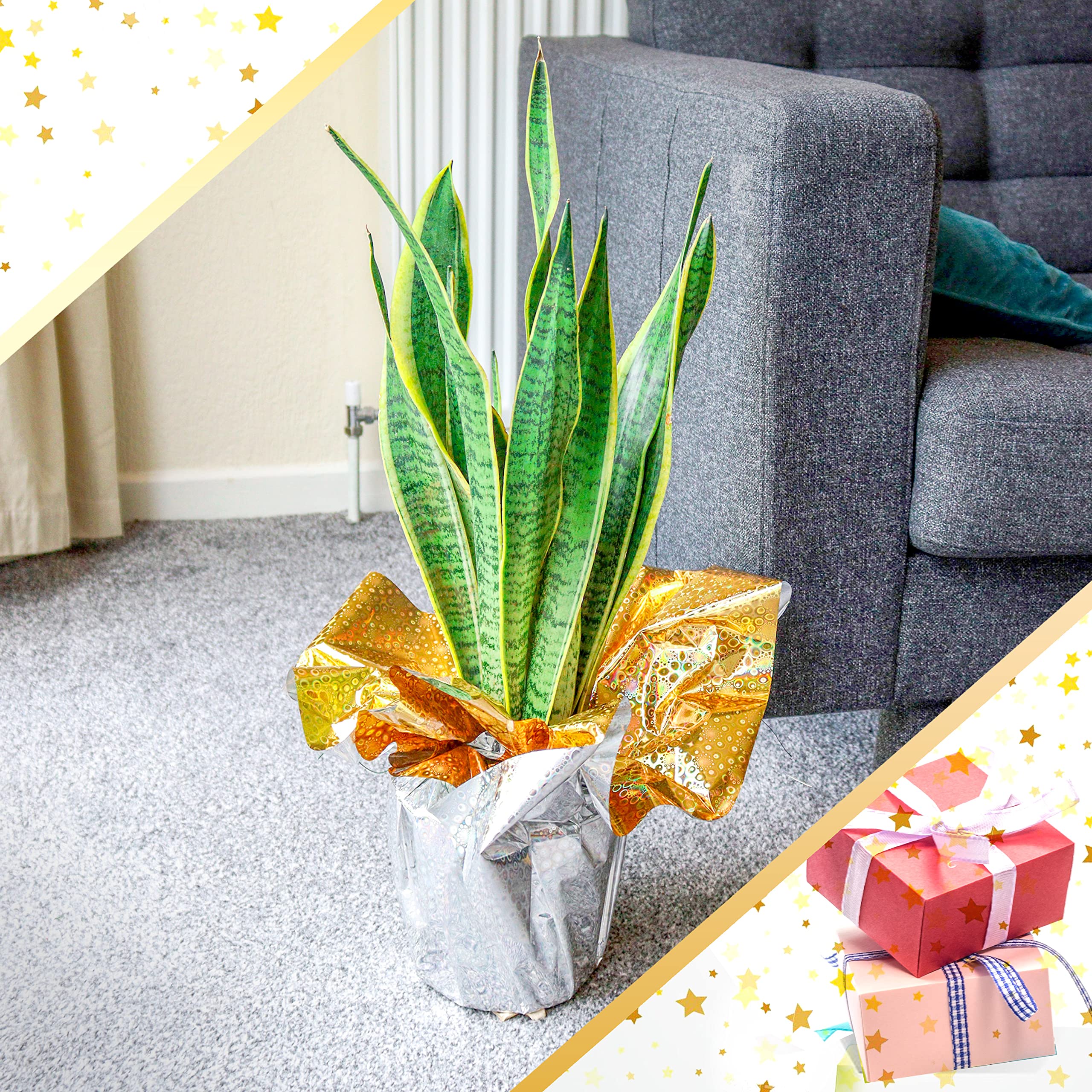 Unique Plant Gifts Nationwide Delivery The Sill