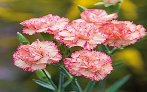 How to grow carnations