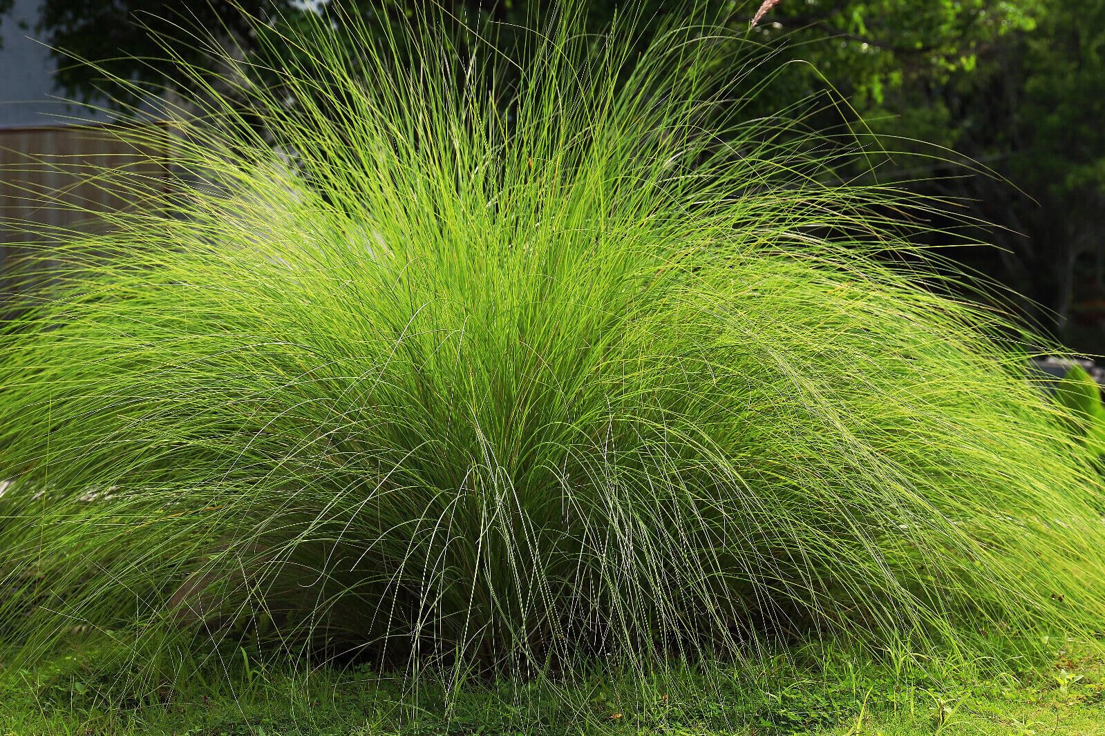 200 Seeds Weeping Love Grass Ornamental African Lovegrass Eragrostis Curvala jodcw (Seeds), Grey