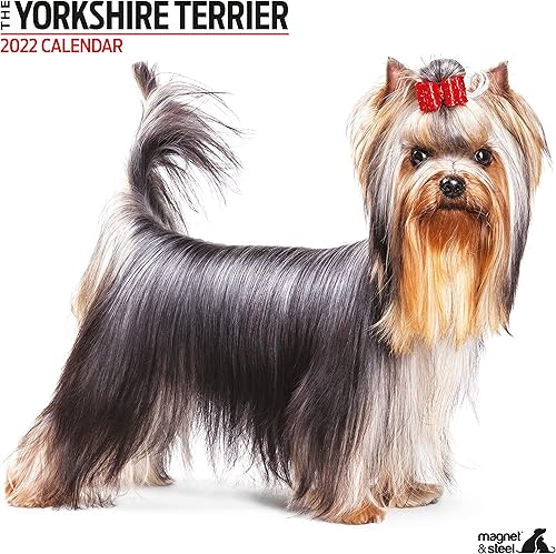 Magnet & Steel Yorkshire Terrier - Calendario moderno 2022 calendario para perros Calendario de pared 2022-2023, (12 x 12 pulgadas), 16 meses