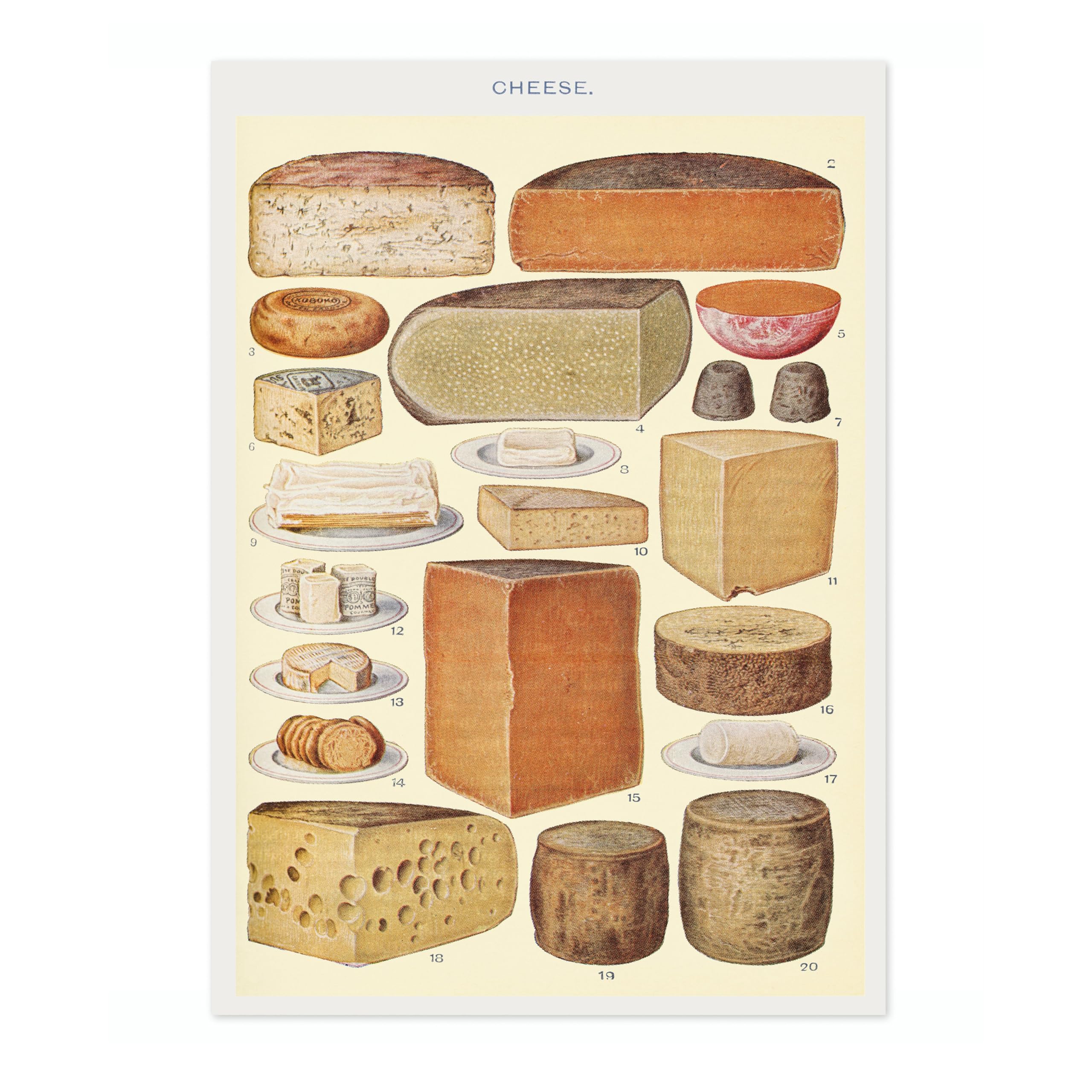 Cheese Poster, Vintage Botanical Art Prints, Retro Encyclopedia Illustration Wall Art Plants Botany Pictures, Bedroom Living Room Home Decor, A3 (Print Only) - 42x29.7cm
