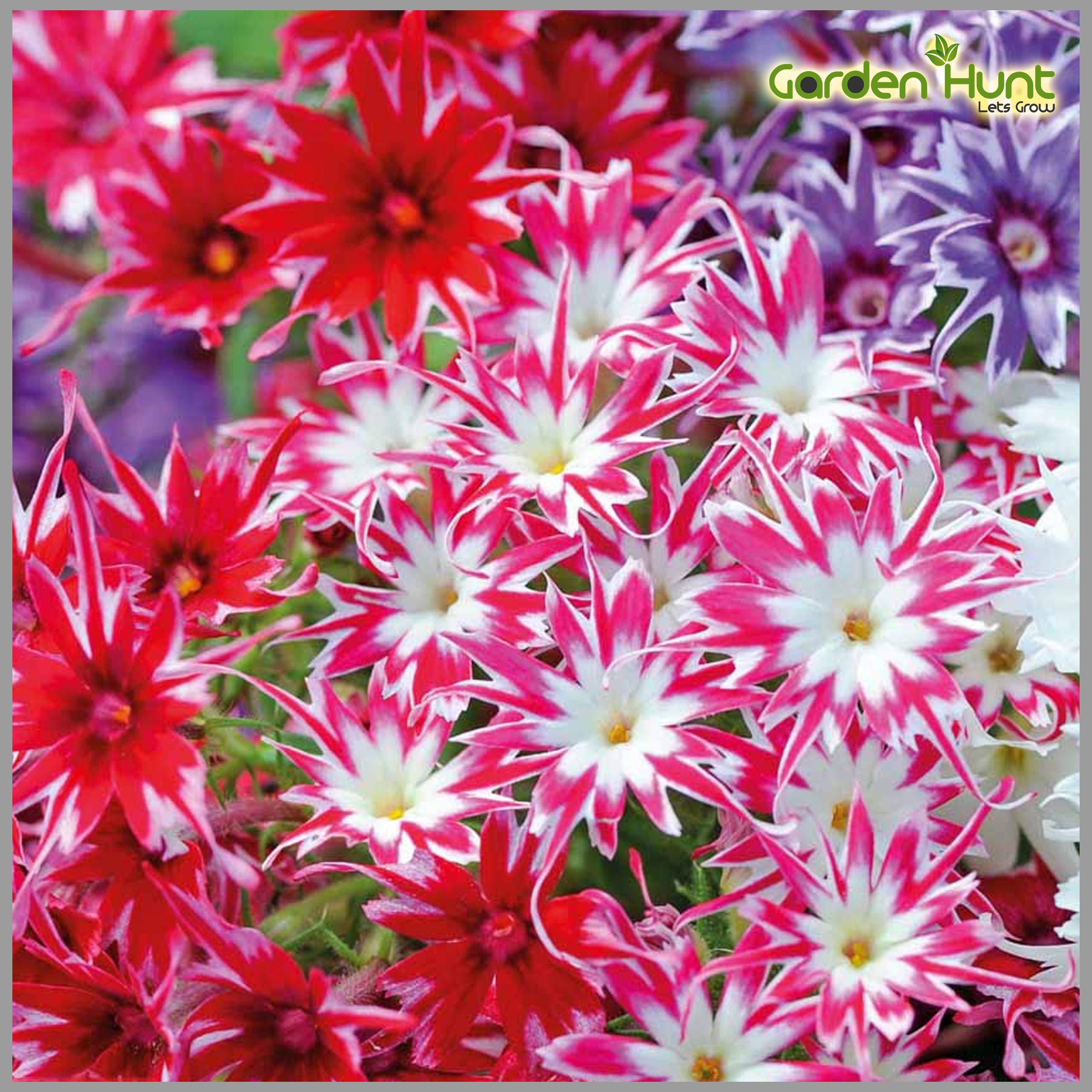 Phlox Star Mixed Color Flower Seeds (Pack of 50 Seeds) - GardenHunt (B089QWVMFS) Amazon Price History, Amazon Price Tracker