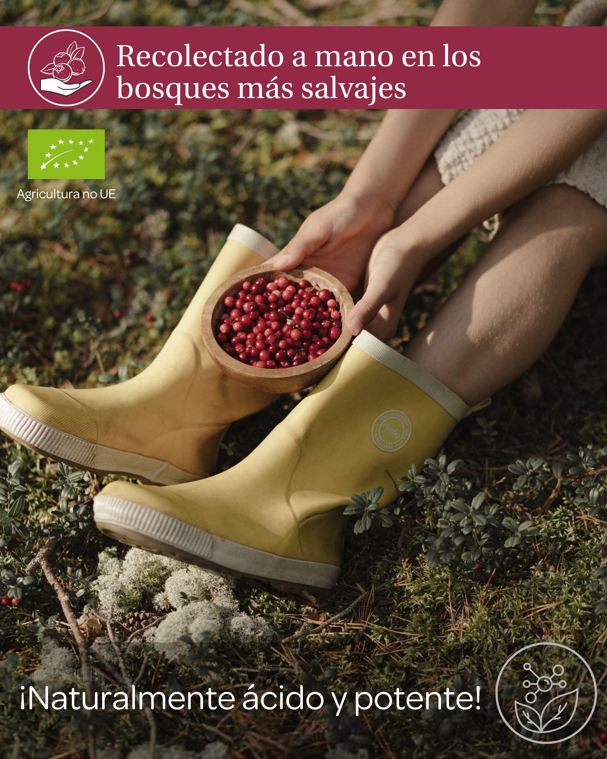Zumo de arándano orgánico 100% puro, sin azúcar añadido, prensado en frío, arándanos nórdicos silvestres, intenso y sin azúcar, 6 botellas de vidrio de 500 ml