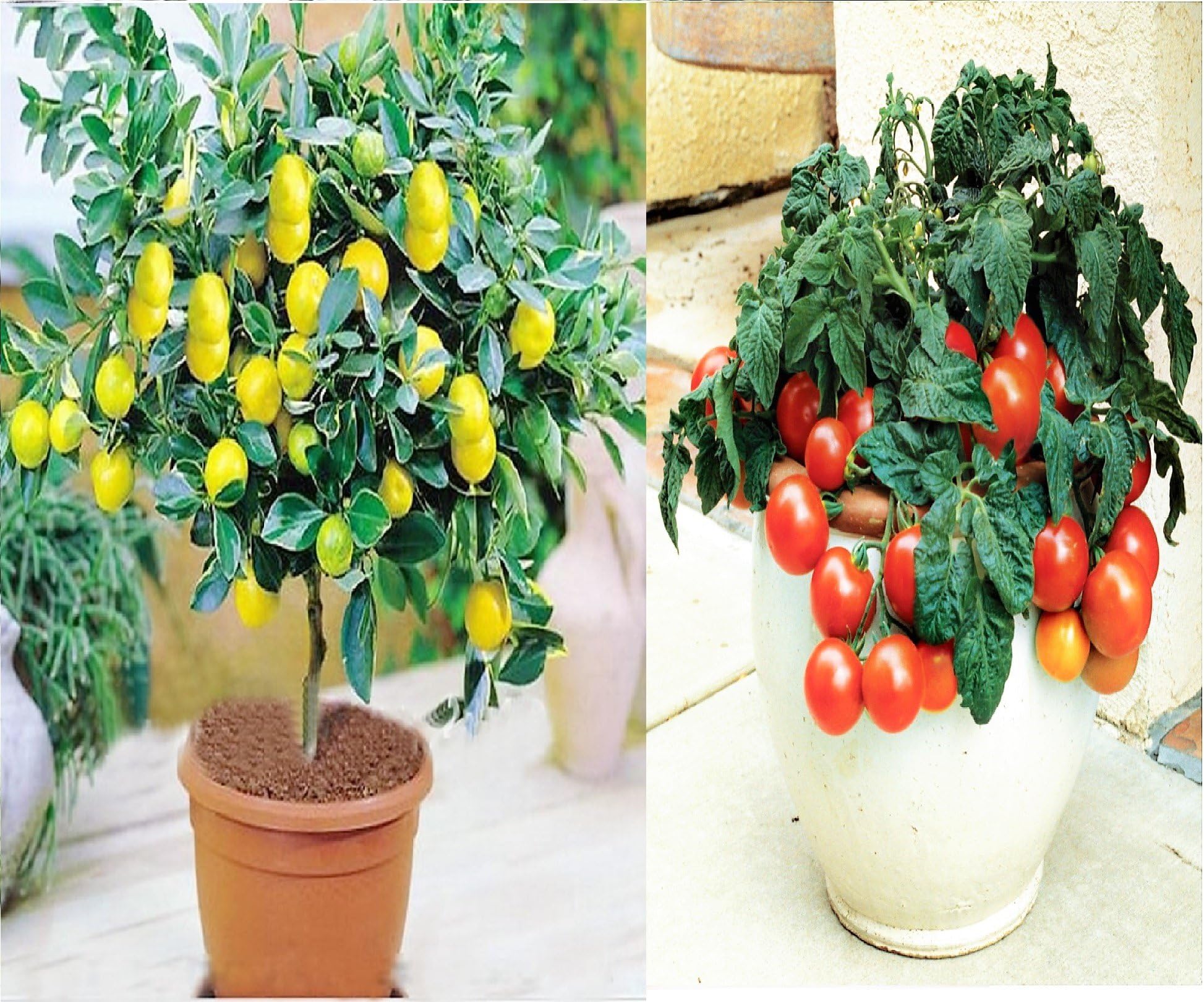 Variety House Lemon Tree Seeds + Hybrid Cherry Tomato Seeds