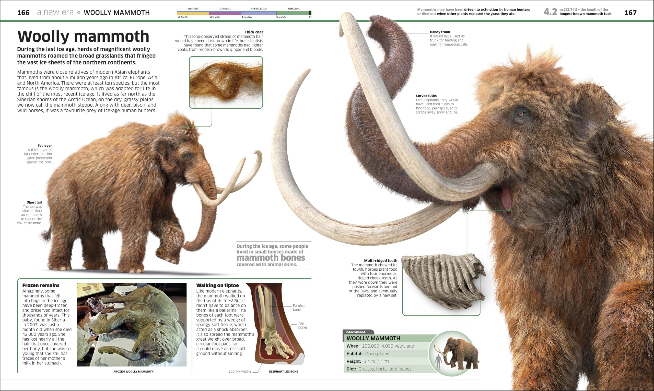 Knowledge Encyclopedia Dinosaur!: Over 60 Prehistoric Creatures as You've Never Seen Them Before (New Edition) (DK Knowledge Encyclopedias)