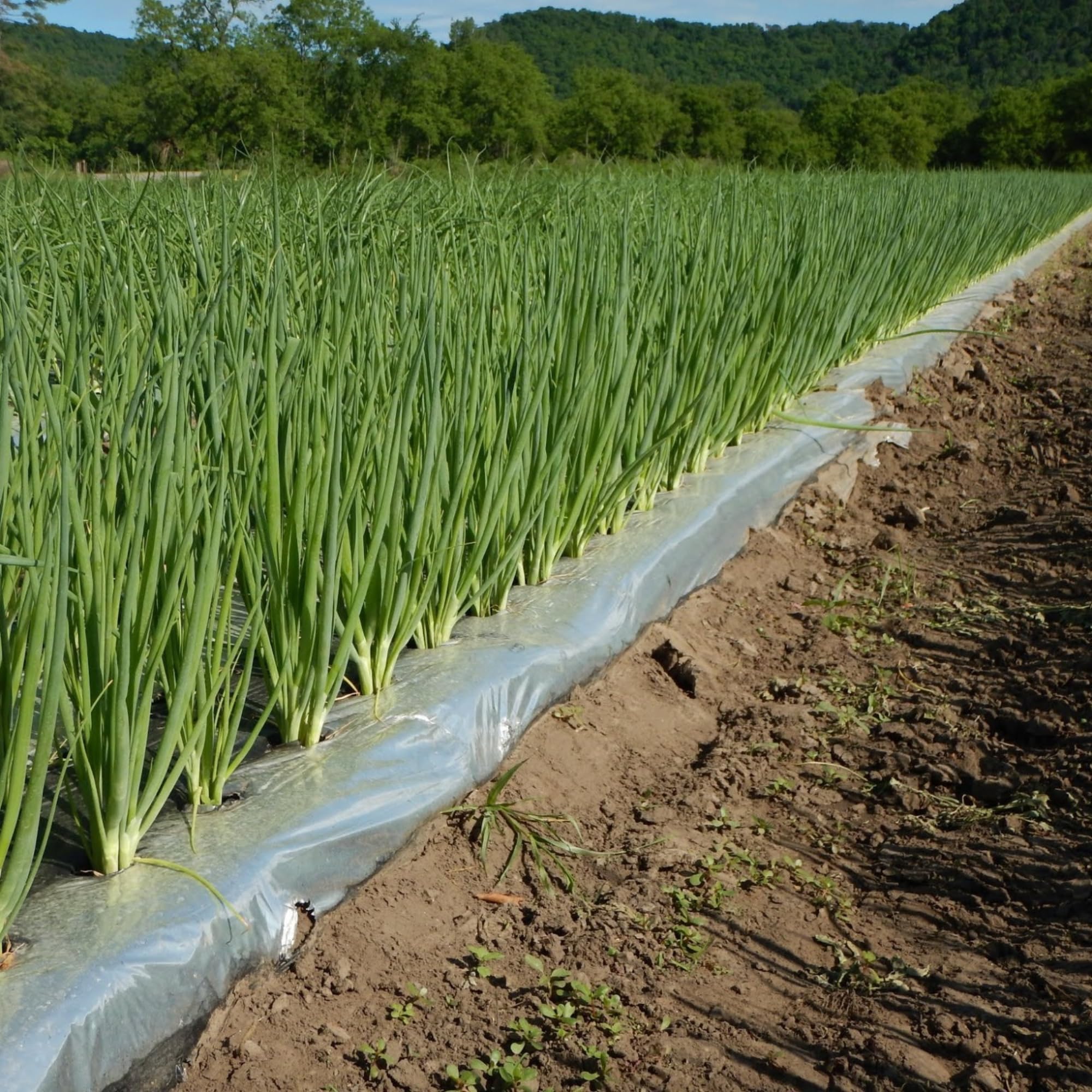 PRUTHAA 25 Micron Mulching Film – 4ft Width with 4in x 4in Holes | Ultimate Crop Protection for Onion & Garlic | UV-Resistant, Weed Barrier, Soil Moisture Retention-image-24