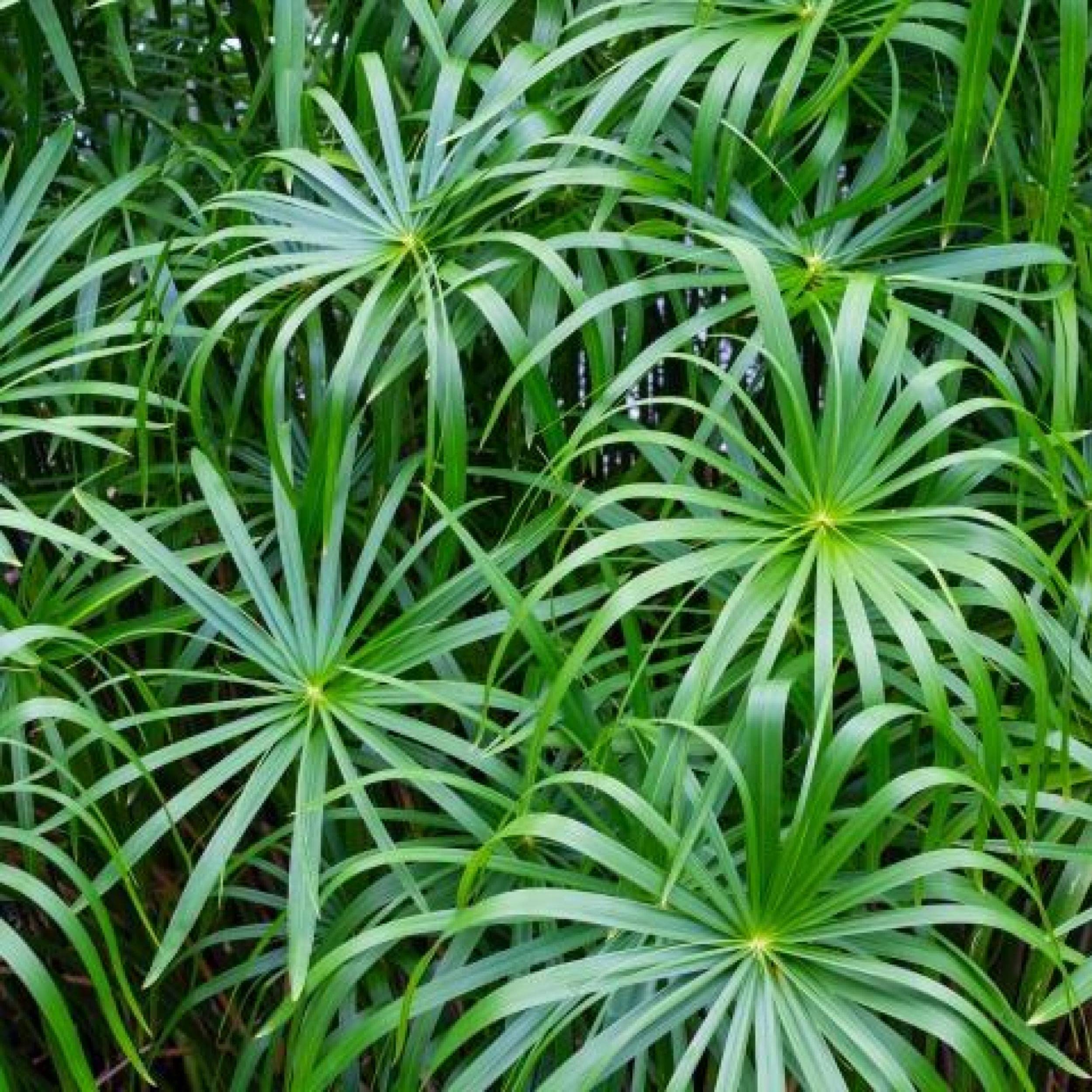Umbrella Palm Plant