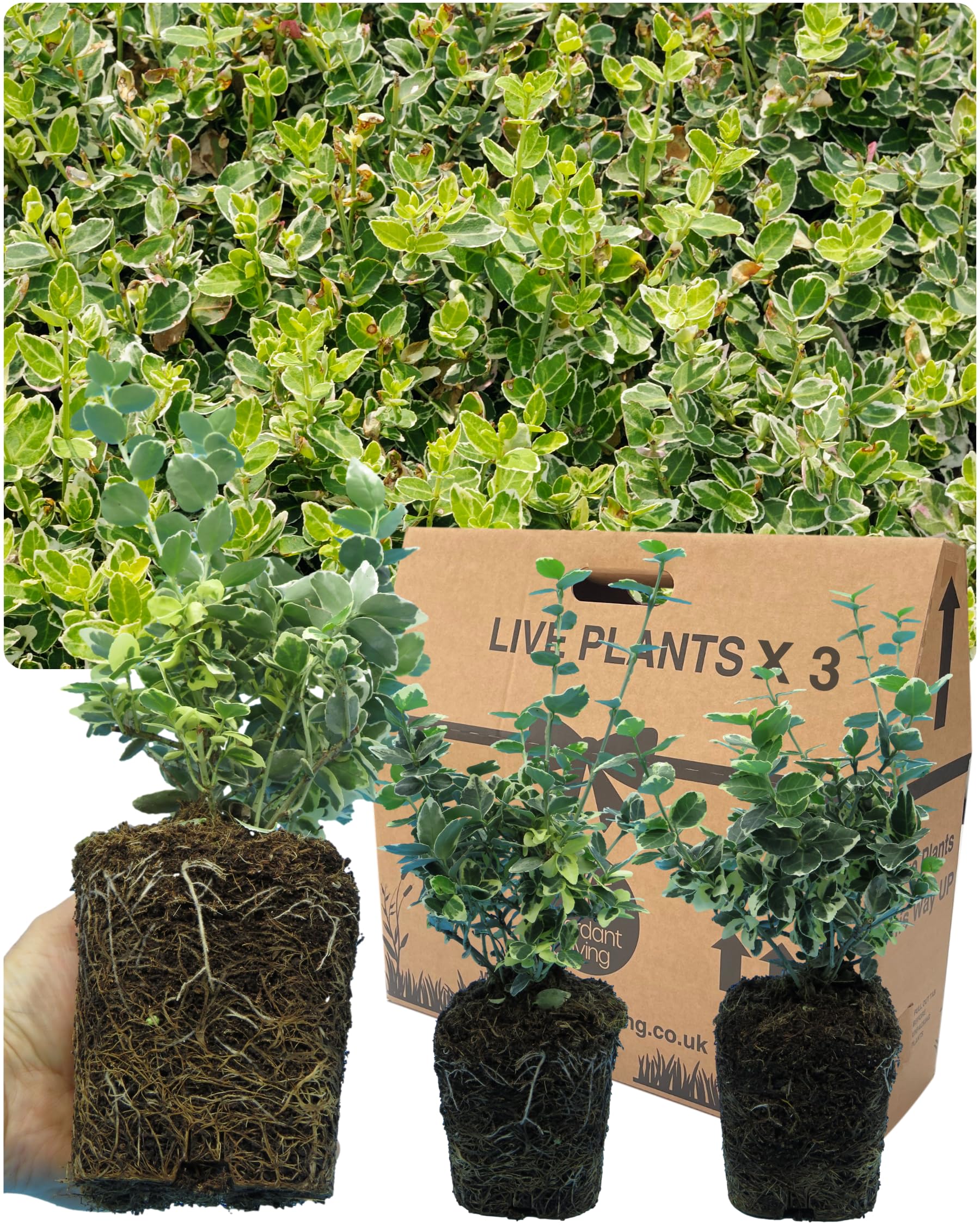 3 Perennial Euonymus Plant Collection - Small Leaf Emerald Gaiety. Established Rootball. Easy Care Ornamental Hardy Evergreen Garden Ready Outdoor Shrubs. for Hedging, Borders or Patio Containers โ image 1
