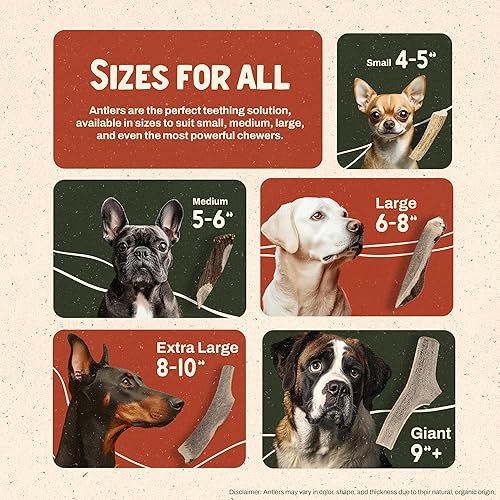 Miniatura 5 de Heartland - Cuernos de alce para perros, grado A, cuernos de desprendimiento natural  Huesos de perro para masticadores agresivos y cachorros de