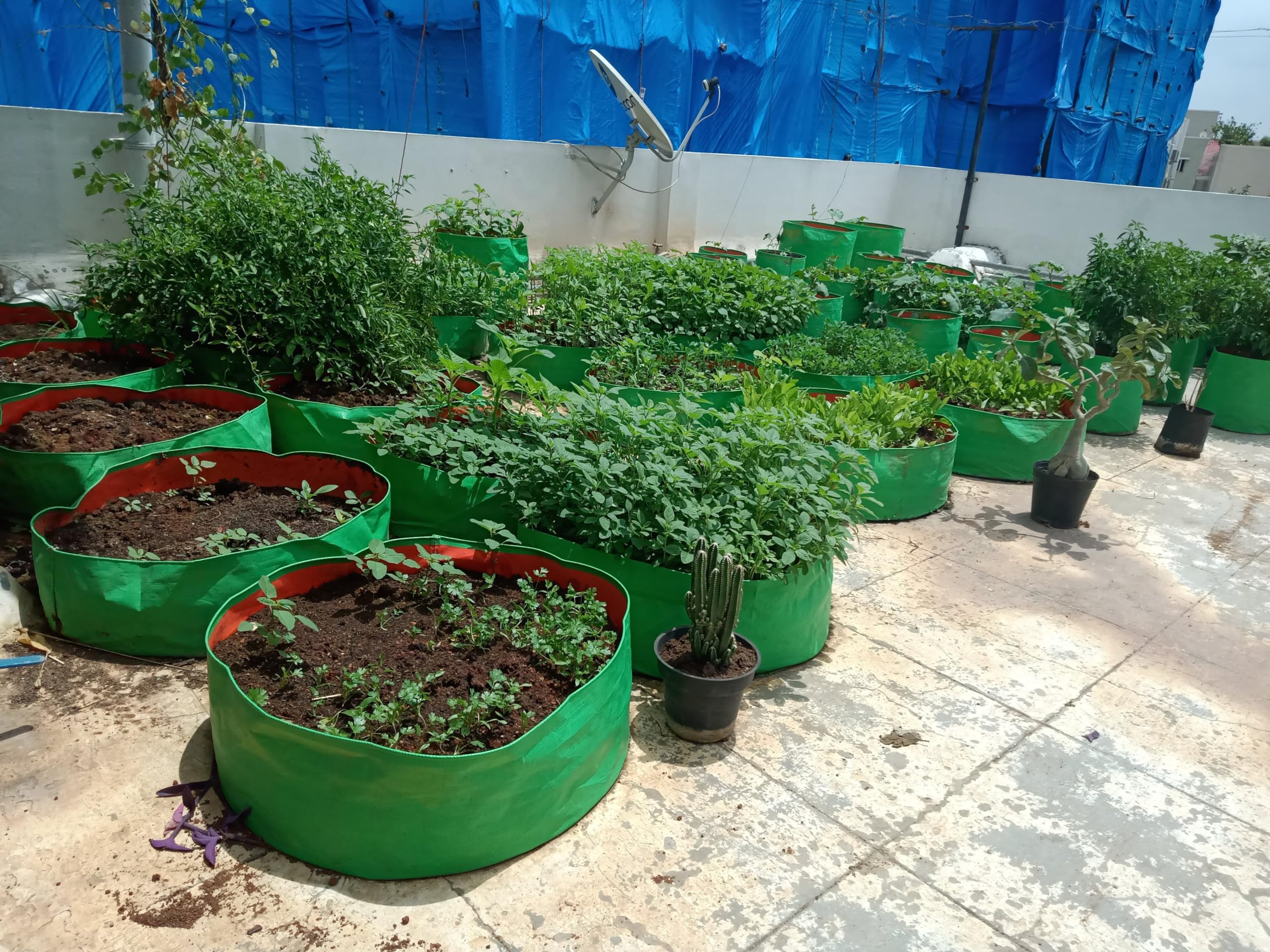 Seed Basket Native/Heirloom Palak Or Spinach Vegetable Seeds (20 Grams) - Image 3 thumbnail
