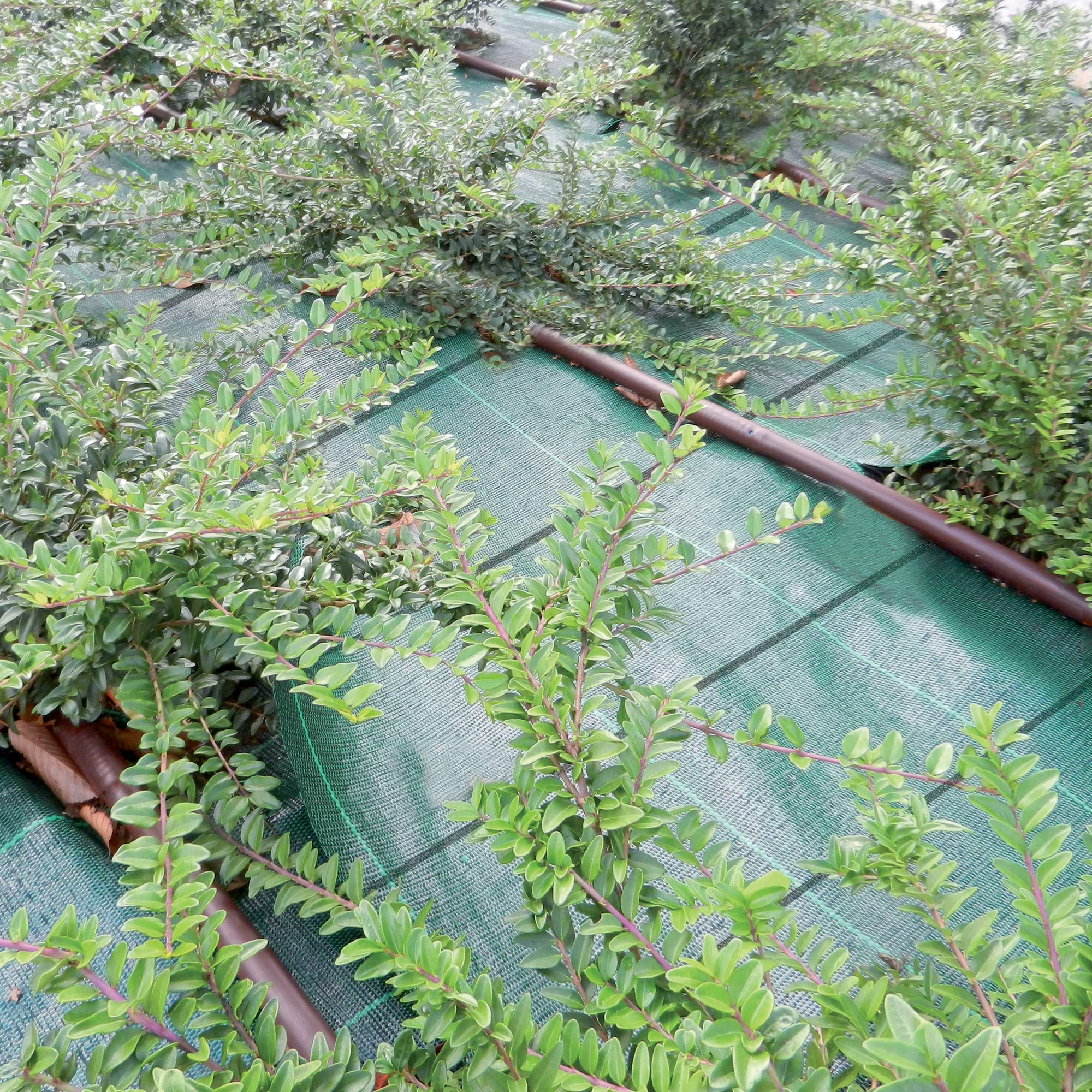 TENAX Tela Antihierbas Cover Pro 1,05x100 m Verde, Tela Anti Maleza para Acolchamiento de Jardines y Huertas, Impide el Crecimiento de Las Malas Hierbas Garantizando la Calidad de los Cultivos
