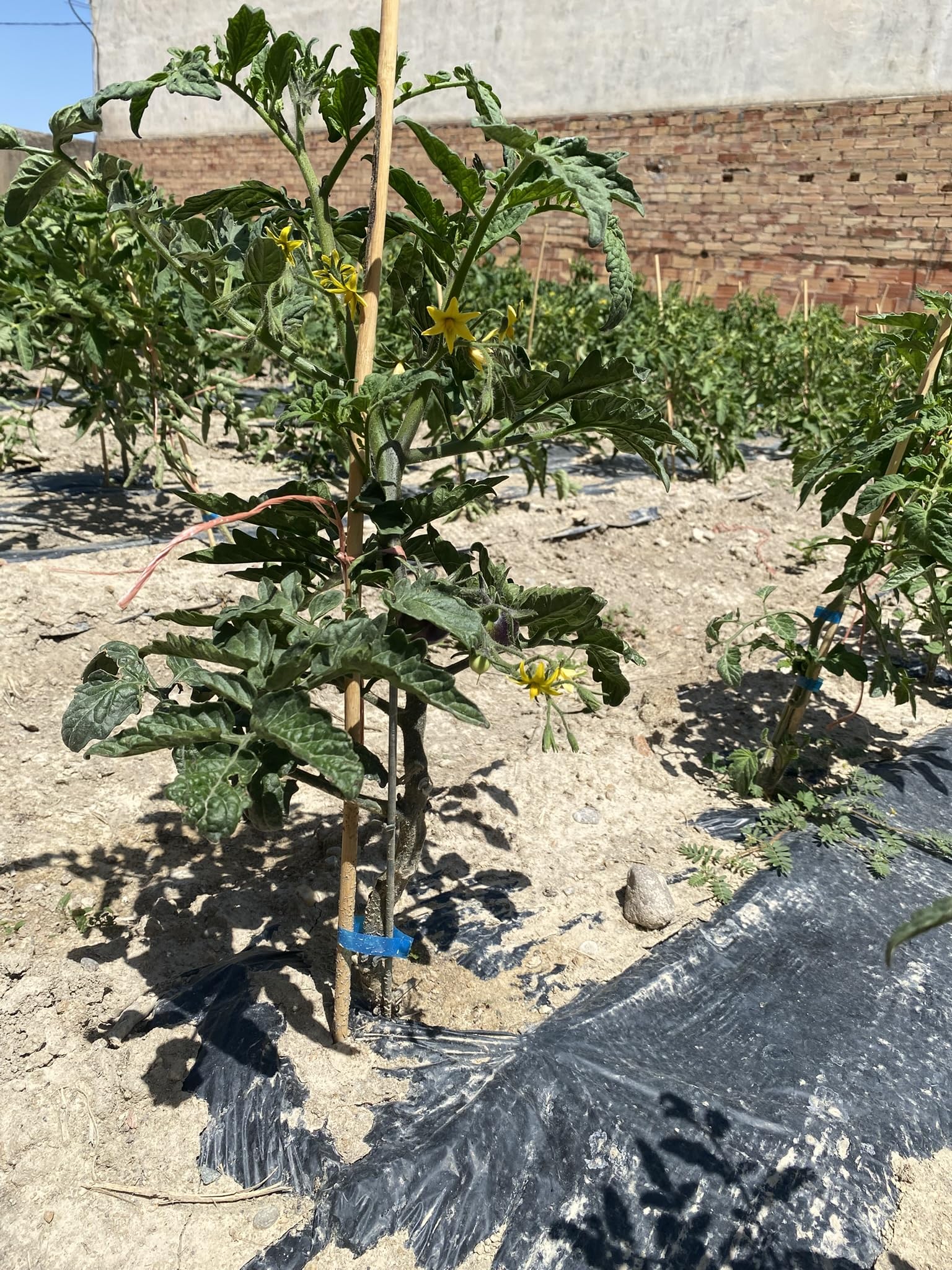 Mendi 40 Tutor Varilla de Bambu de 70 cm y 8 mm diámetro para Plantas, jardineria, Huerta...