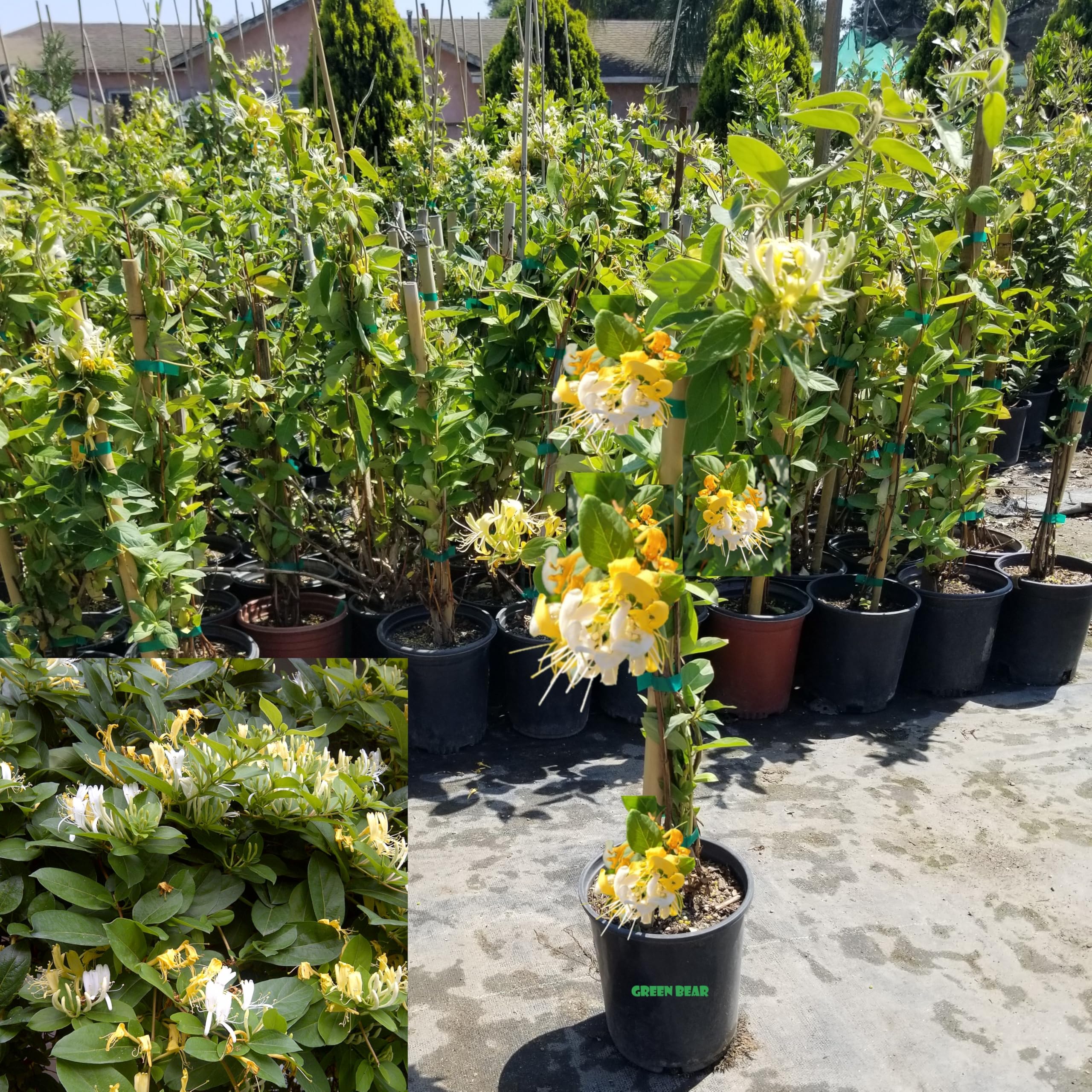 Amazon.com : Honeysuckle Plant - Lonicera Japonica, Known as