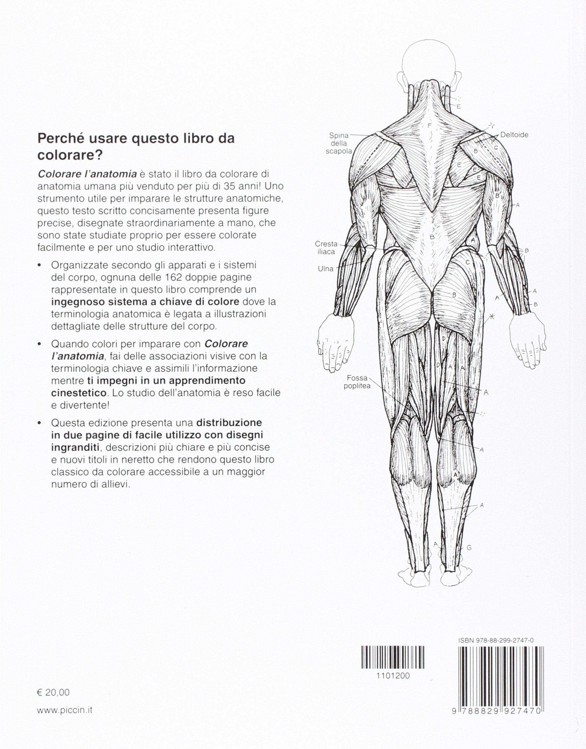 Colorare l'anatomia