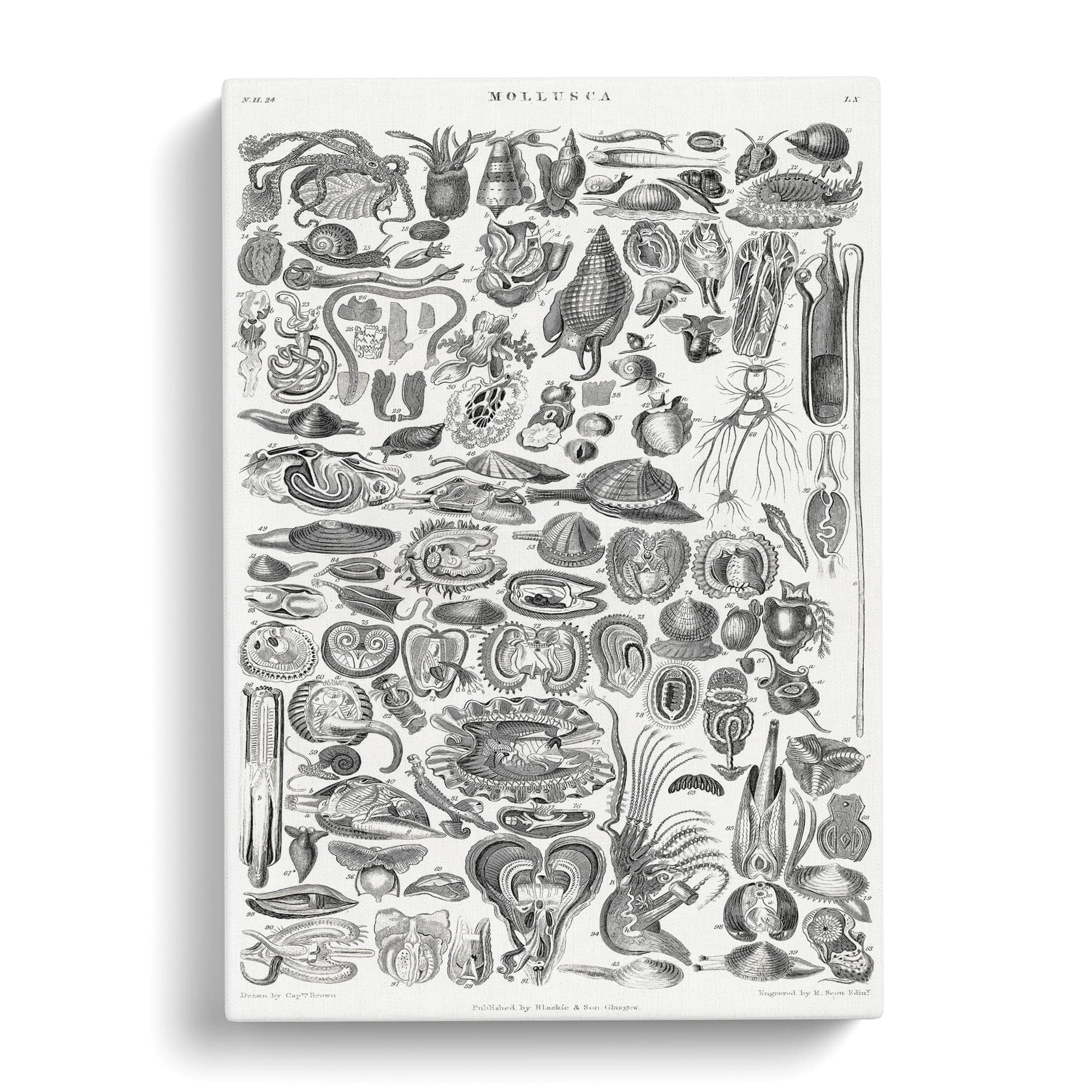 Study Of Mollusk Shells Lx By Oliver Goldsmith Canvas Print, Mixed, 25L x 50W cm - Image 3