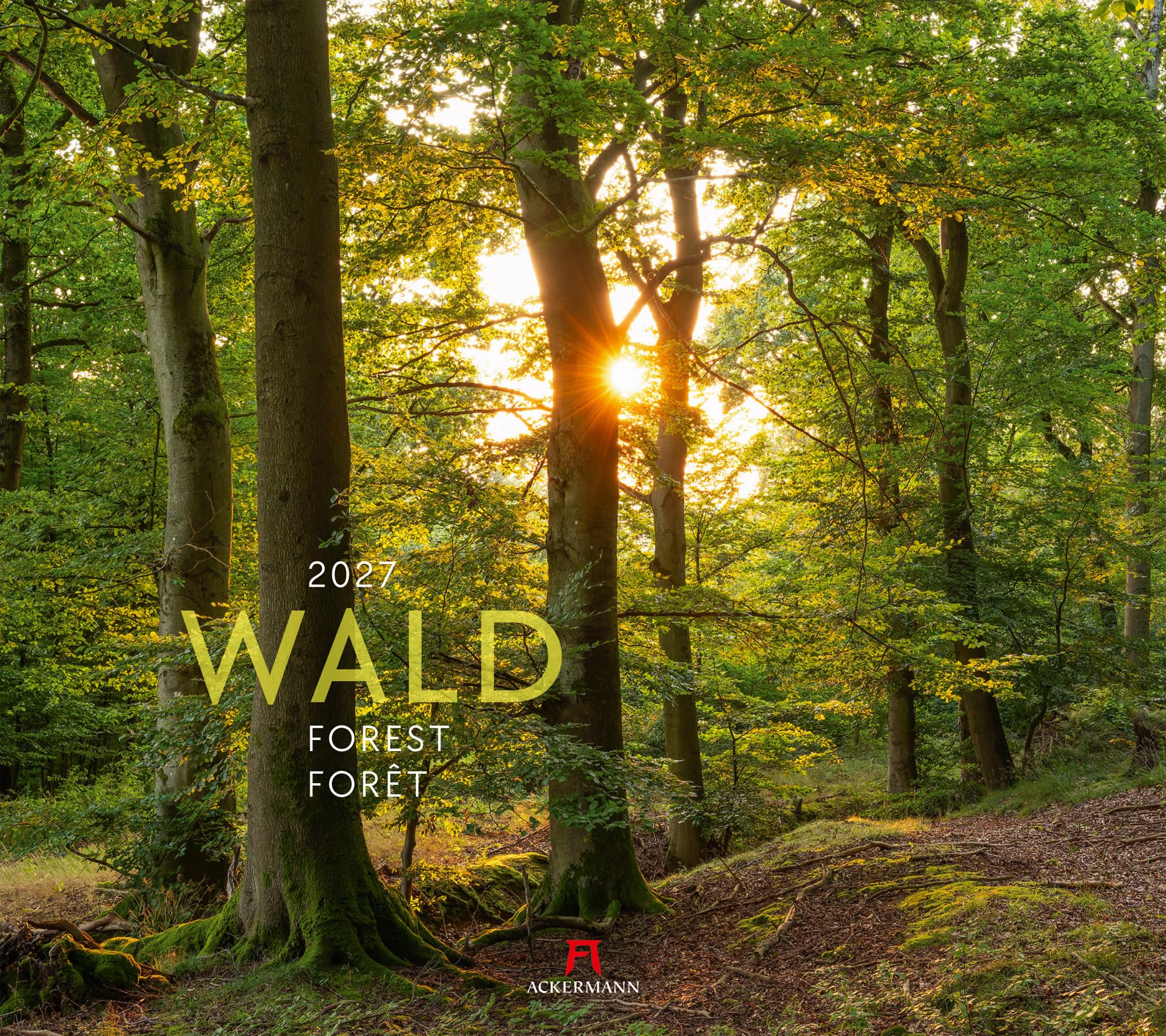Wald Kalender 2027: Hochwertiger Natur-Kalender im großen Querformat (54x48 cm) | Bäume und Pflanzenwelt im Wandel der Jahreszeiten