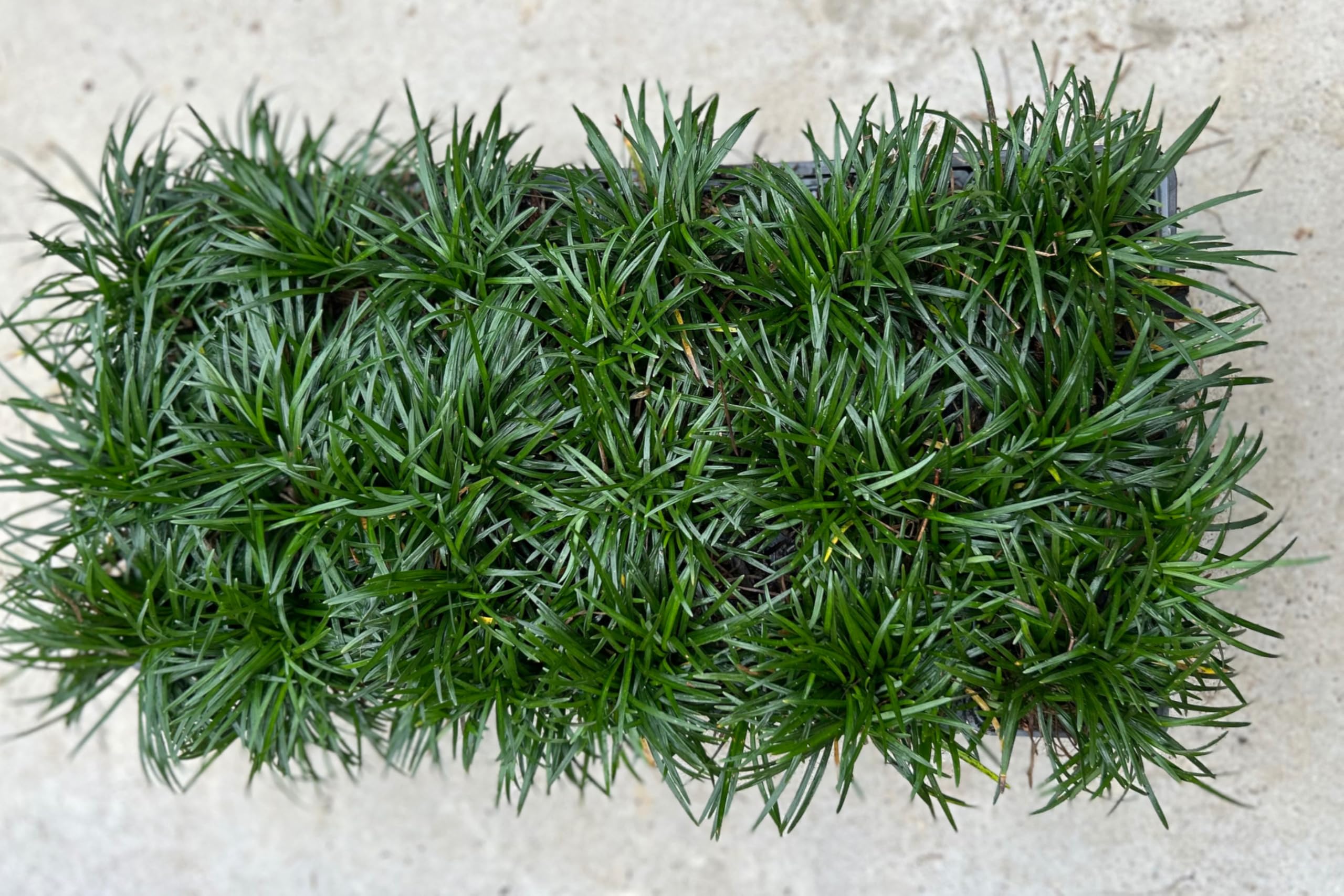 Dwarf Mondo Grass Nanus