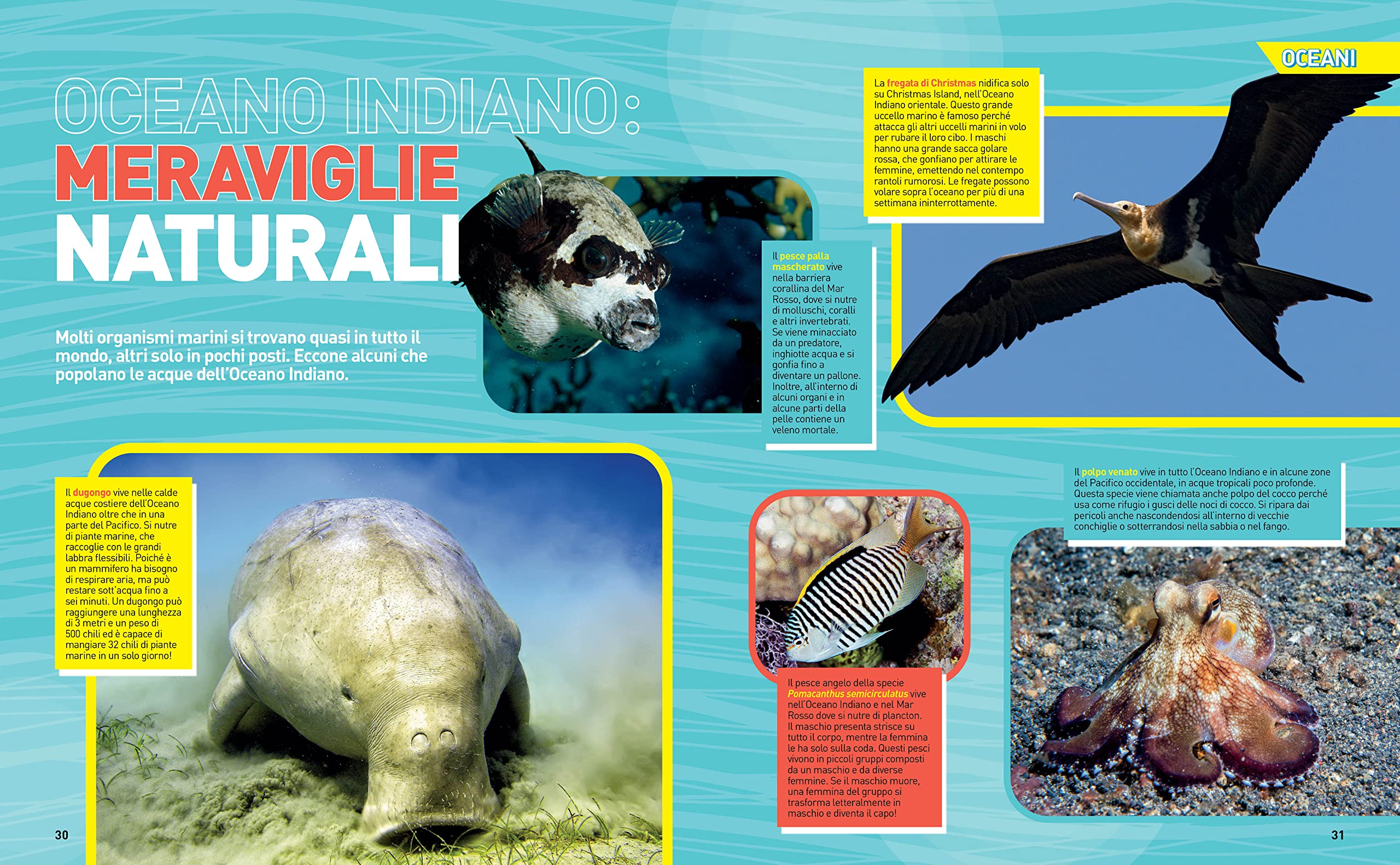 Enciclopedia Oceani - La grande enciclopedia degli oceani | Edizione a colori | Guida completa alla vita marina, Atlante illustrato